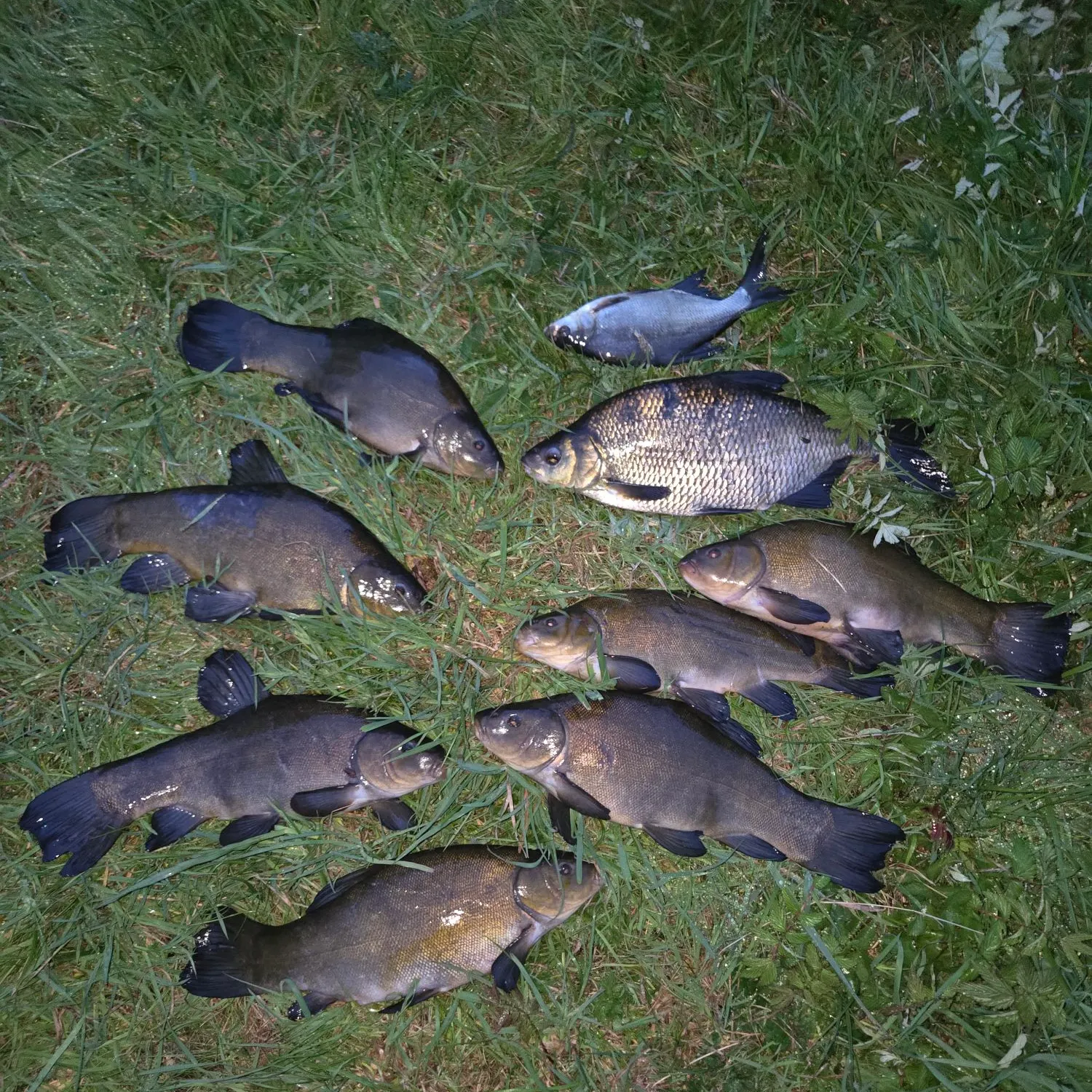 recently logged catches