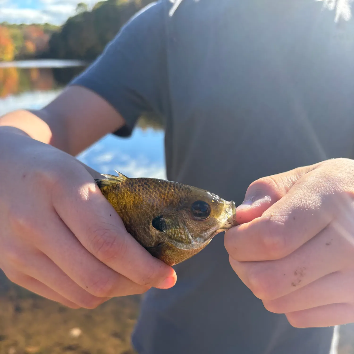 Bluegill caught on Fishbrain