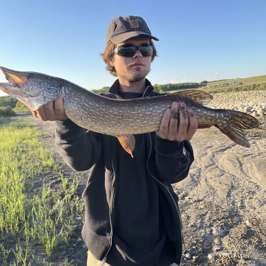 Northern pike caught on Fishbrain