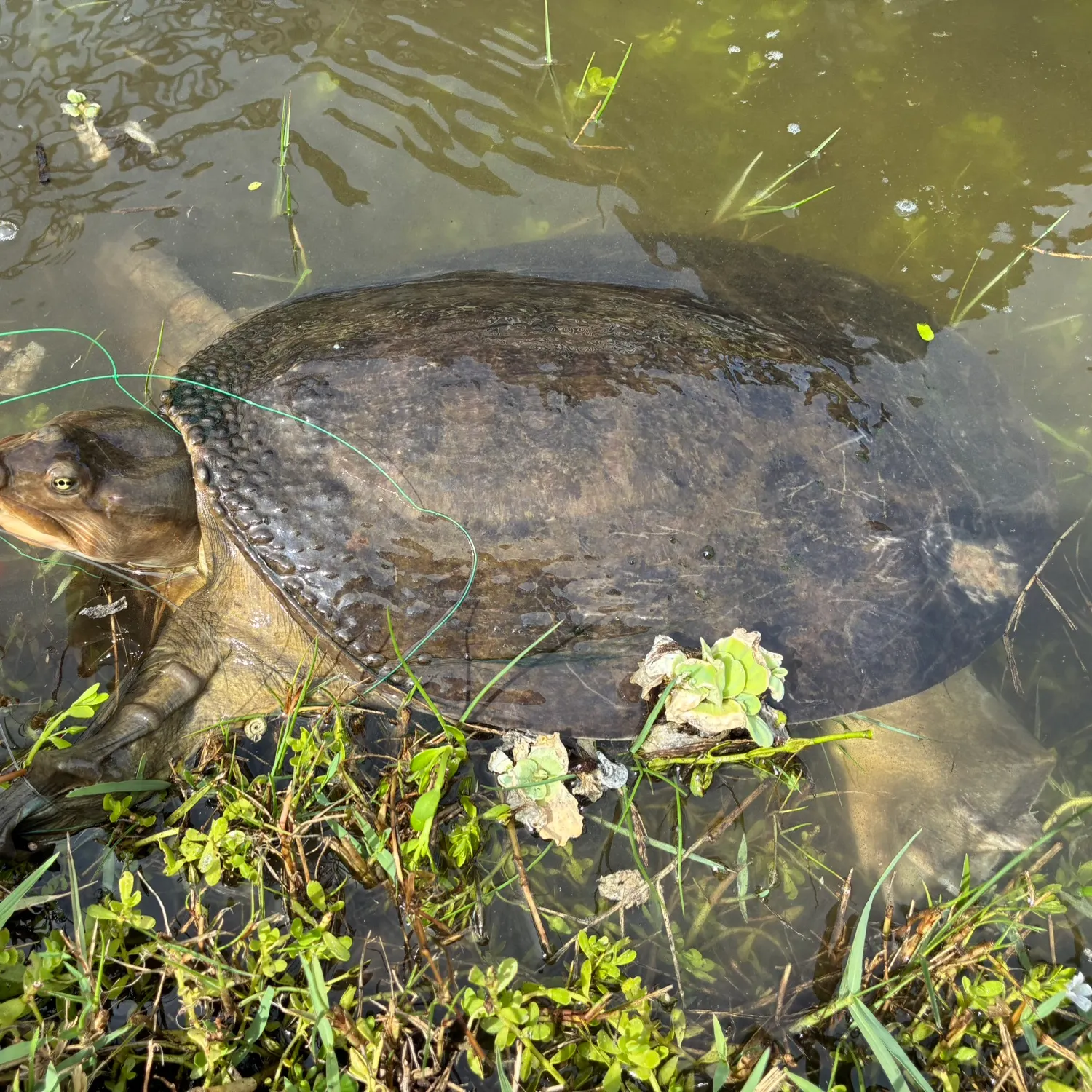 Florida softshell turtle caught on Fishbrain