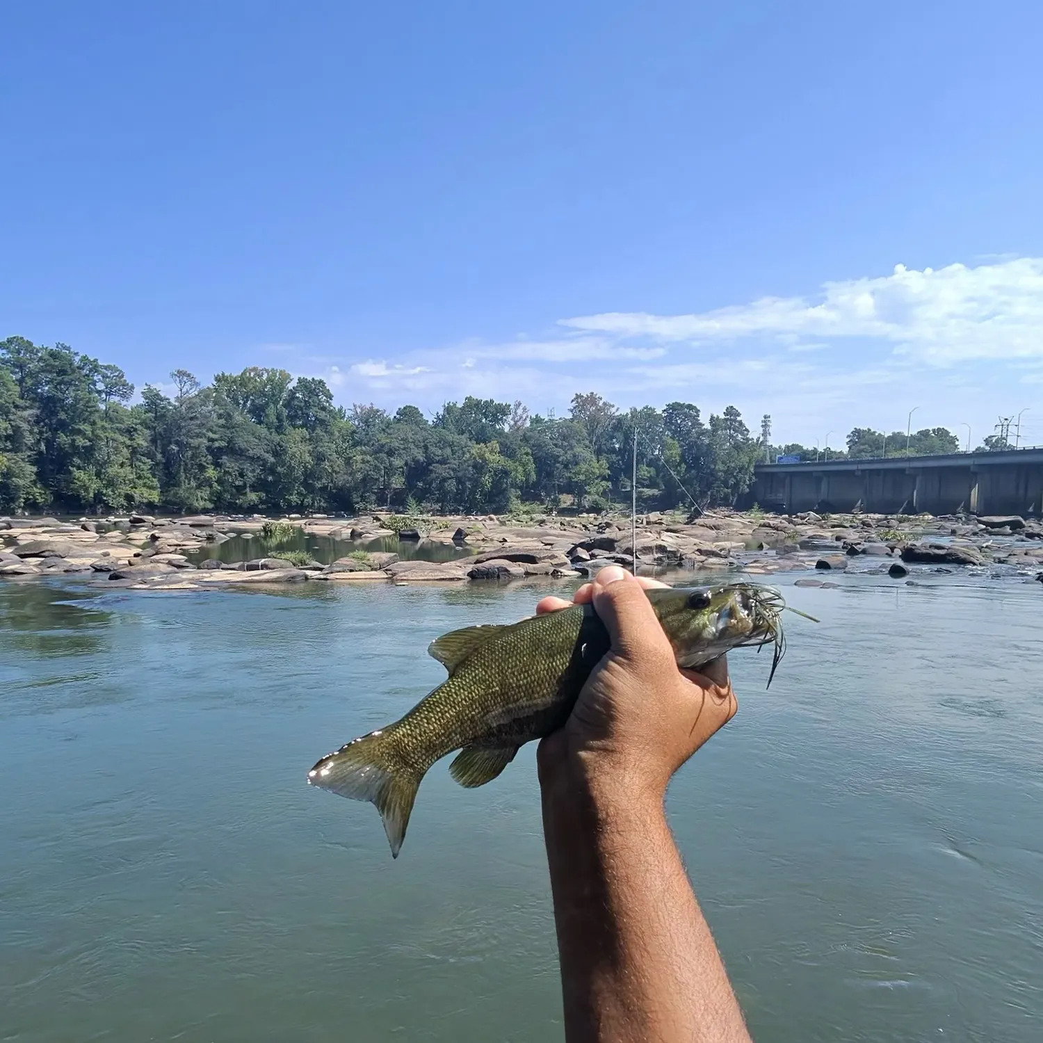 Smallmouth bass caught on Fishbrain