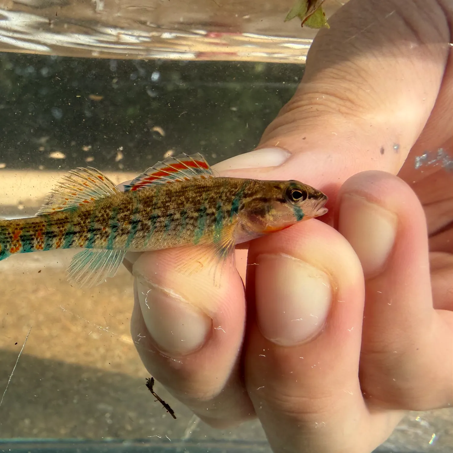 Strawberry hind caught on Fishbrain