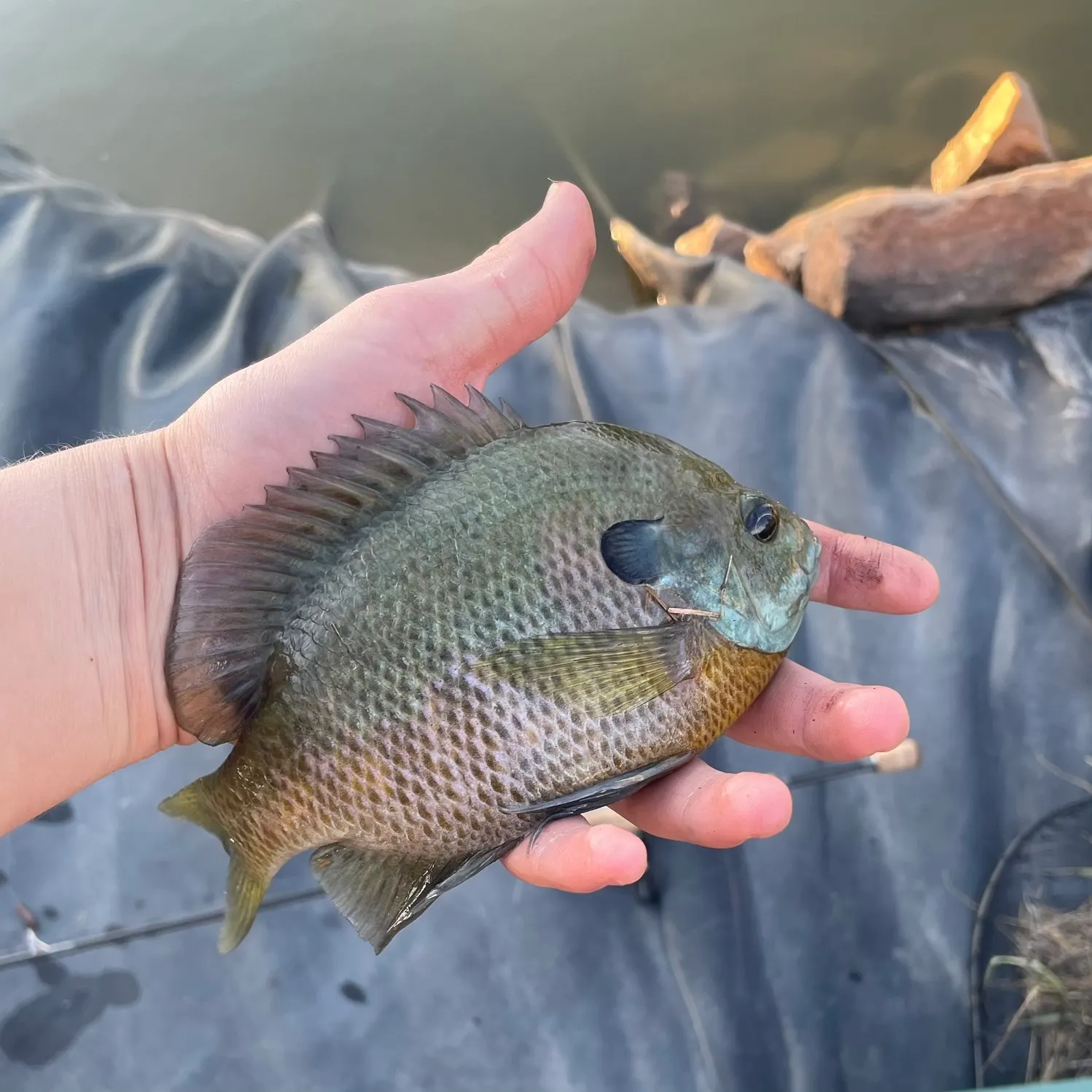 Bluegill caught on Fishbrain