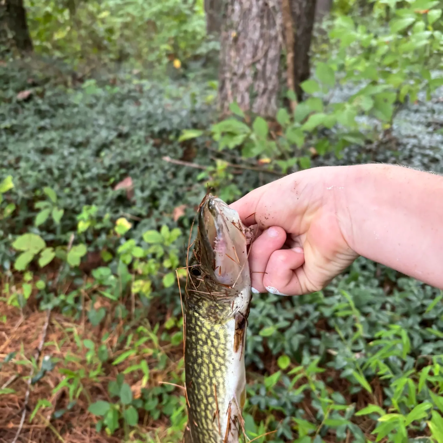 Chain pickerel caught on Fishbrain