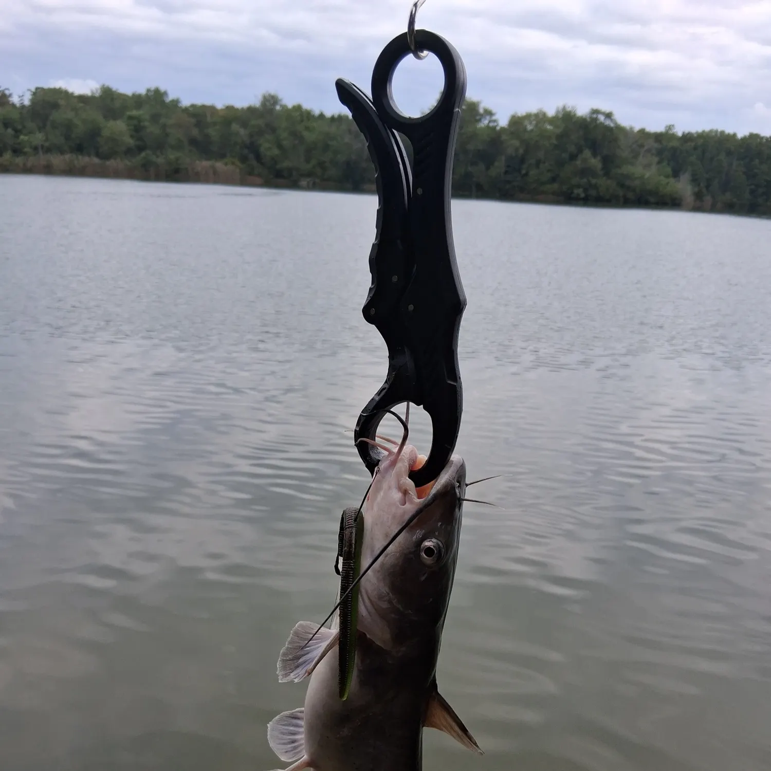 Channel catfish caught on Fishbrain