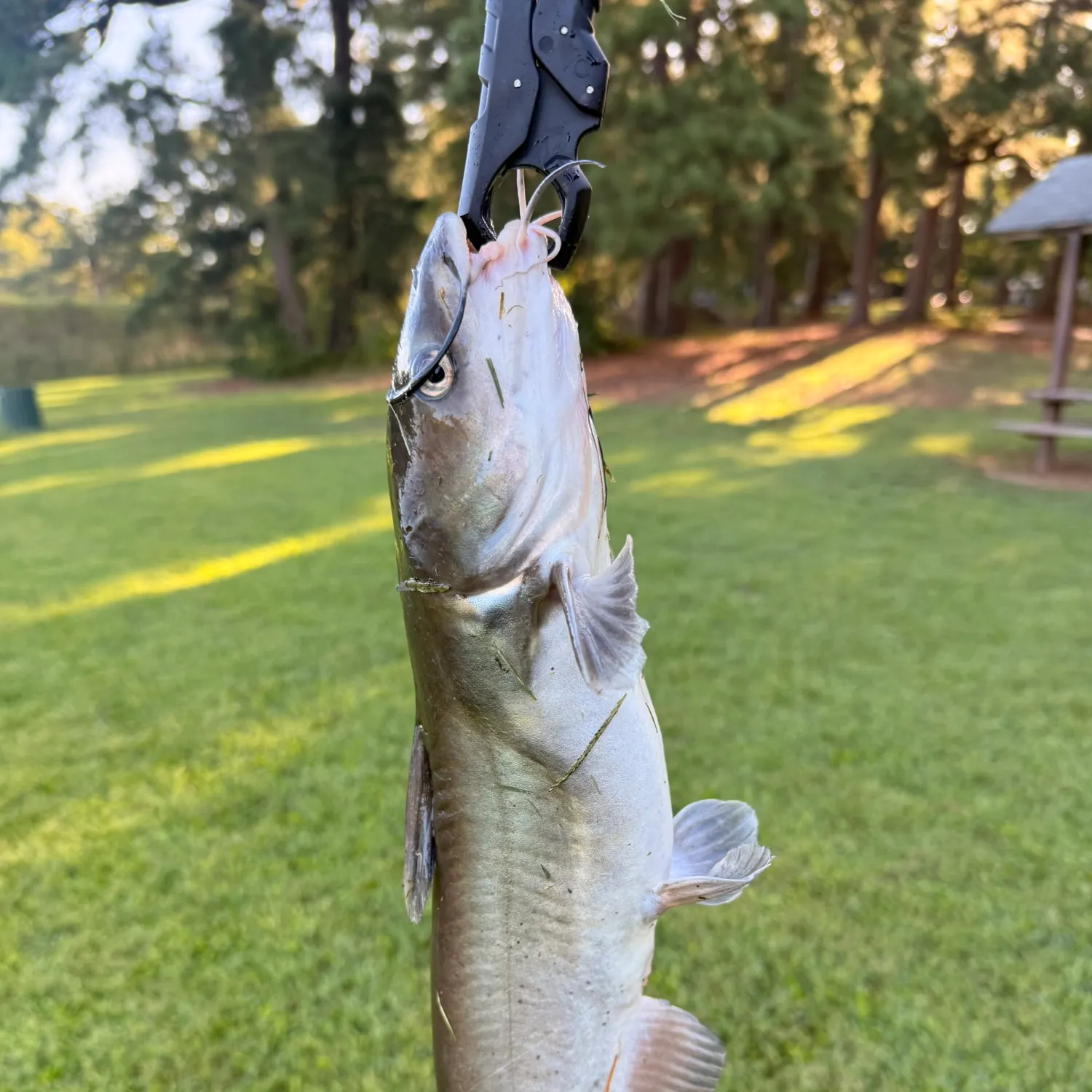 Channel catfish caught on Fishbrain