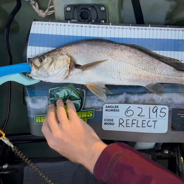 Japanese meagre caught on Fishbrain