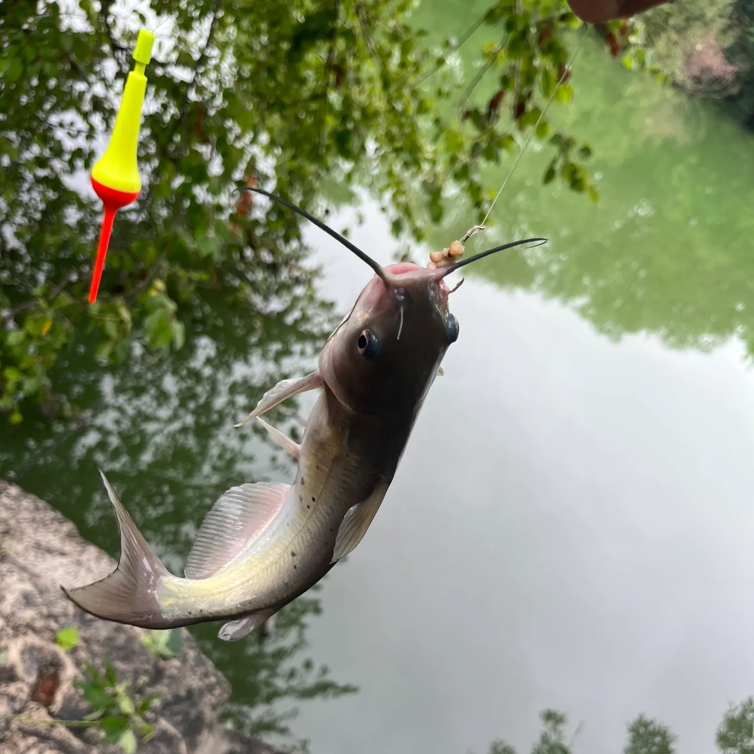 Channel catfish caught on Fishbrain