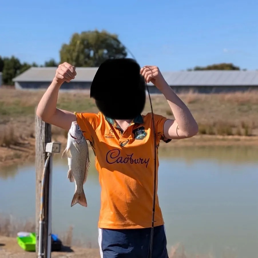 The most recent Bidyan perch catches on Fishbrain