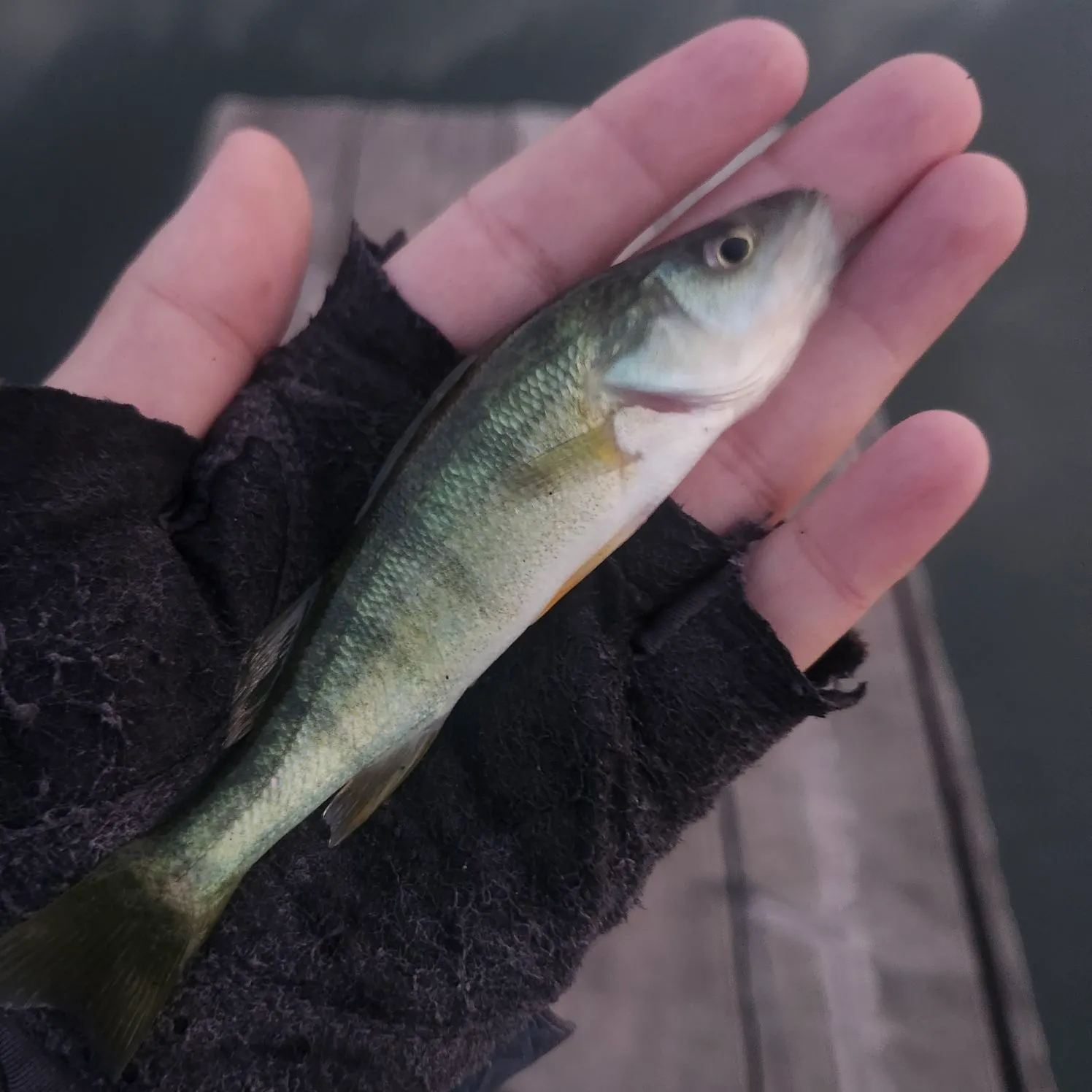 Yellow perch caught on Fishbrain