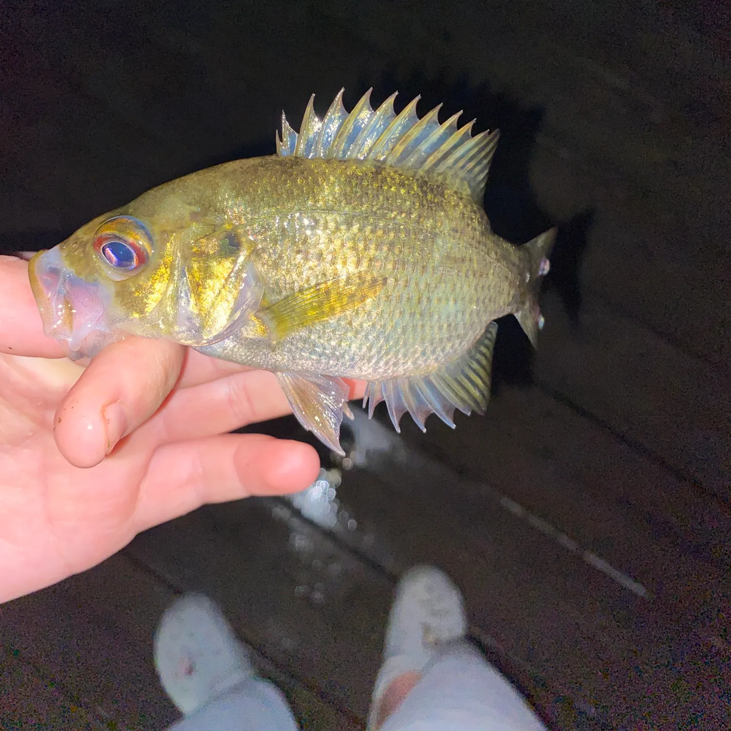 Rock bass caught on Fishbrain