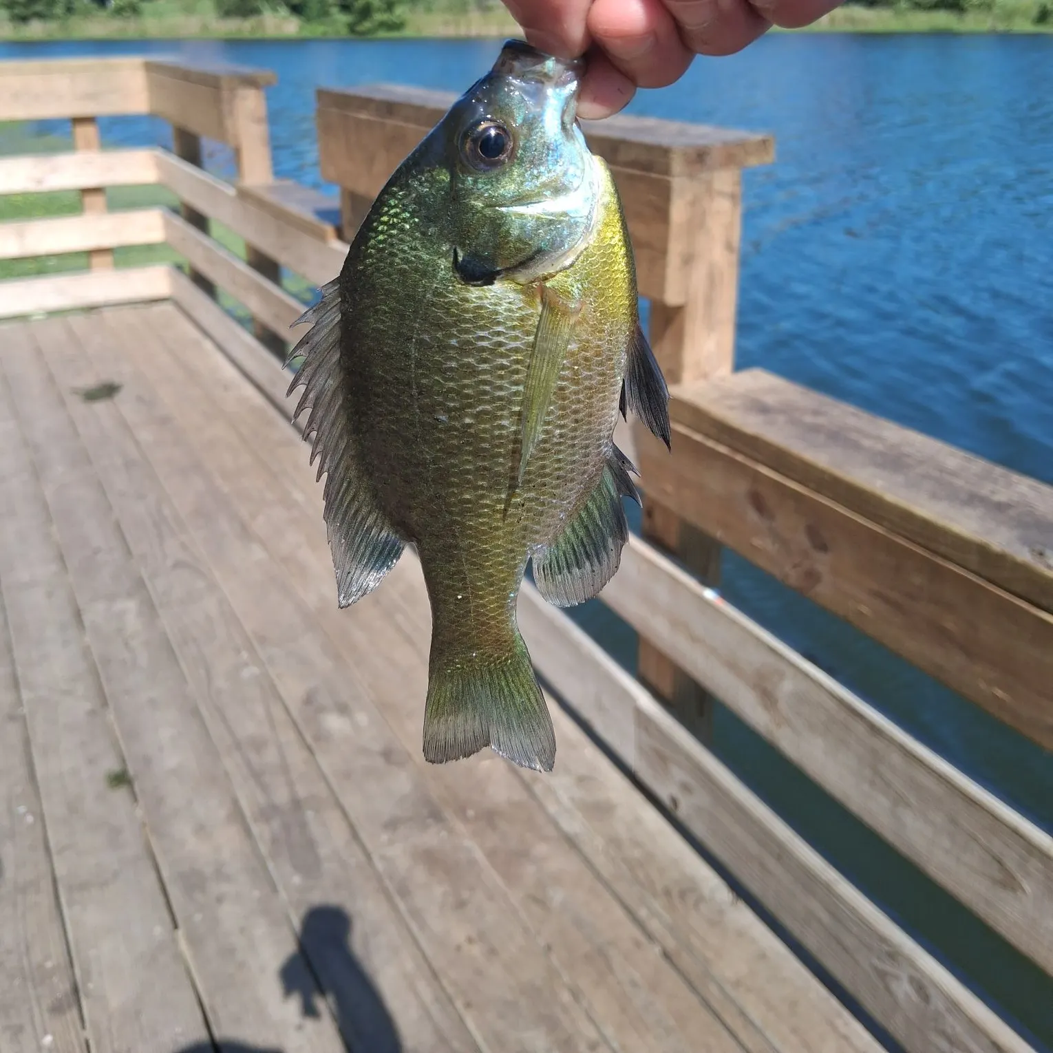 Bluegill caught on Fishbrain