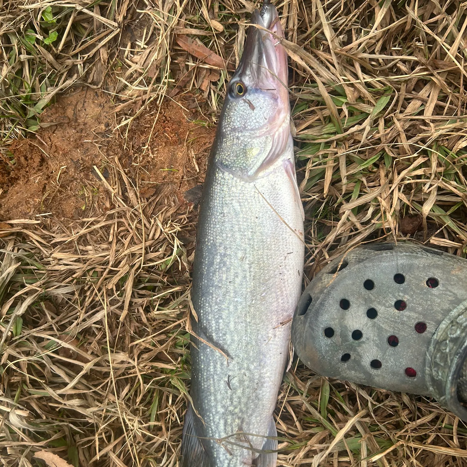 The most recent Chain pickerel catches on Fishbrain