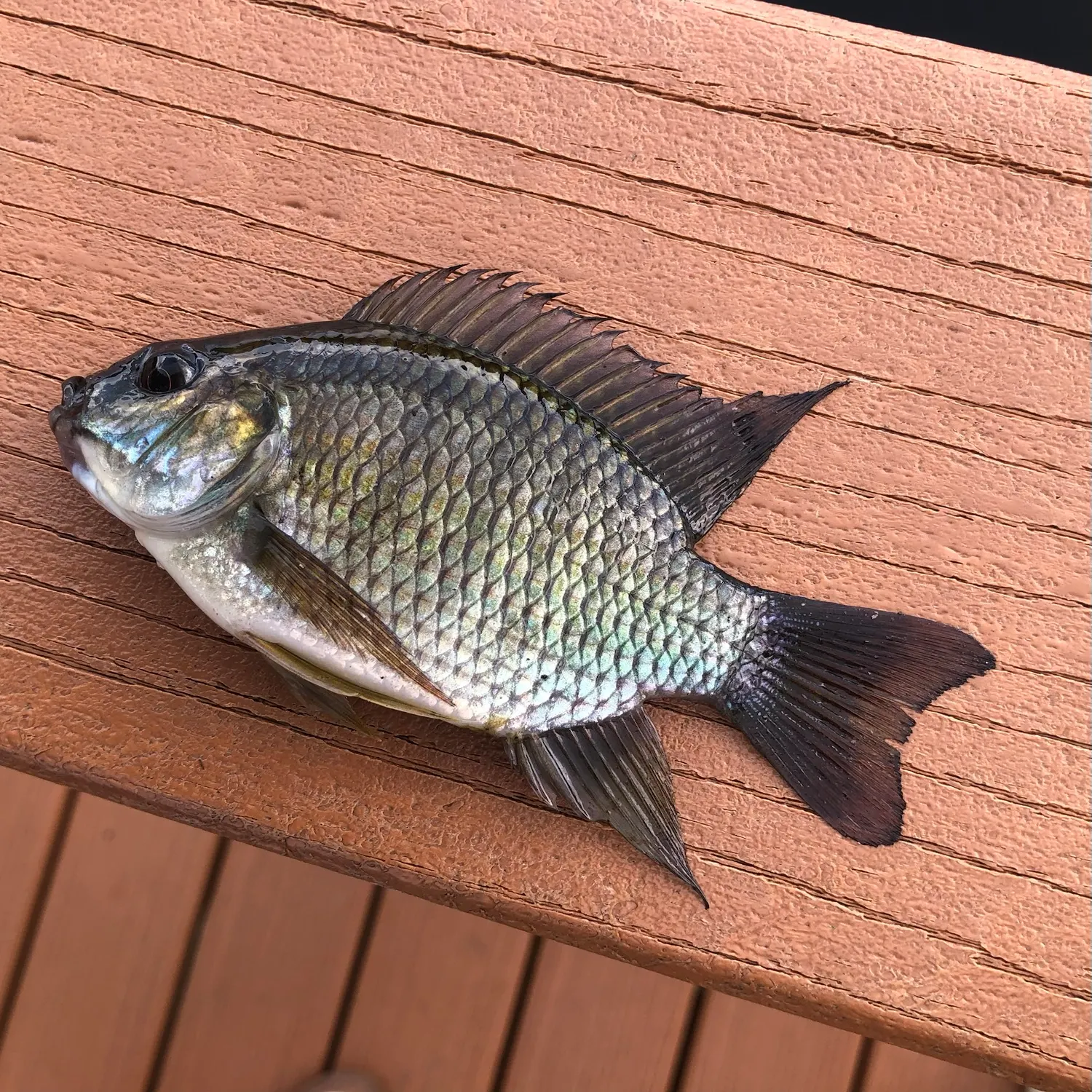 Blue tilapia caught on Fishbrain