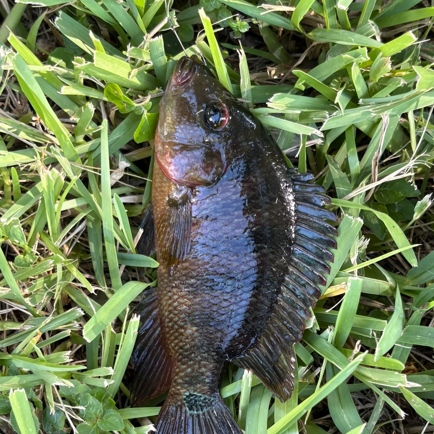 The most recent Mayan cichlid catches on Fishbrain