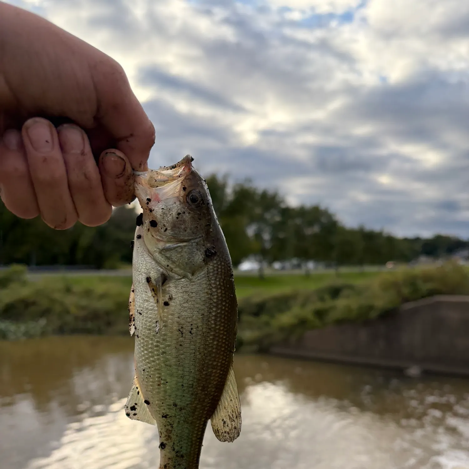 Smallmouth bass caught on Fishbrain