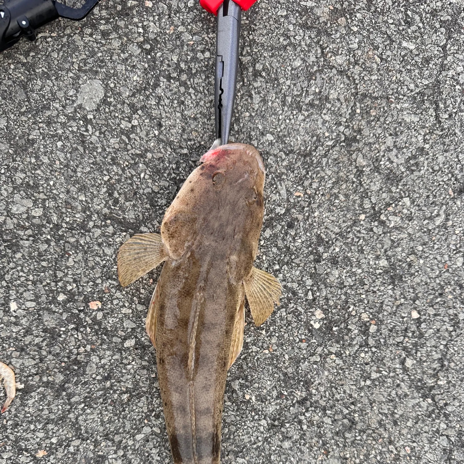 The most recent Sand flathead catches on Fishbrain