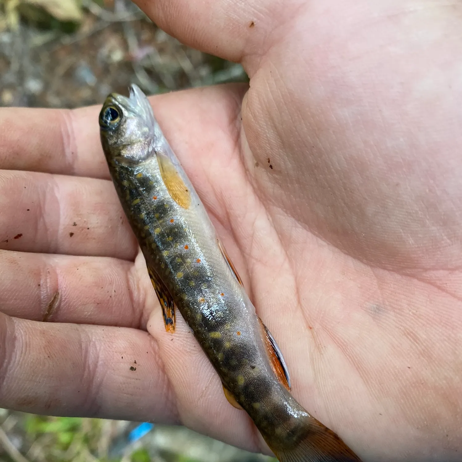 Brook trout caught on Fishbrain