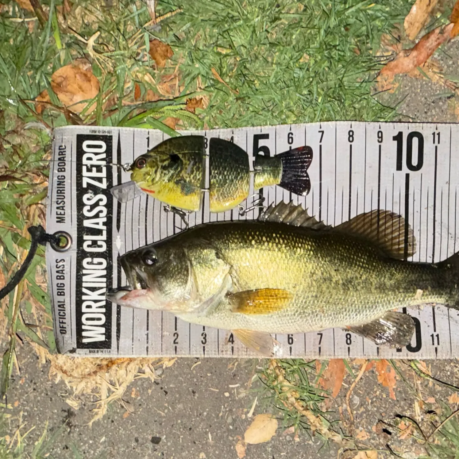 Largemouth bass caught on Fishbrain