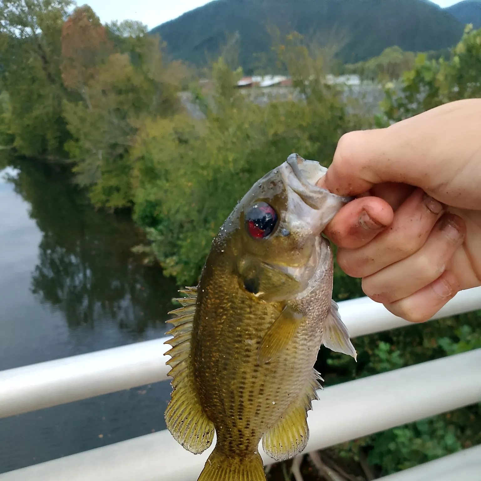 Rock bass caught on Fishbrain