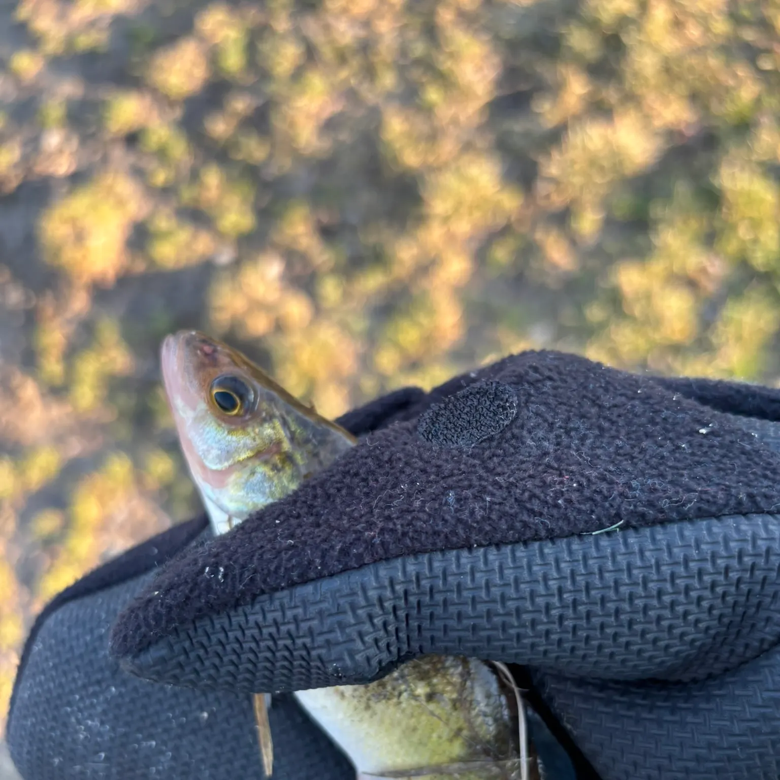 The most recent Yellow perch catches on Fishbrain