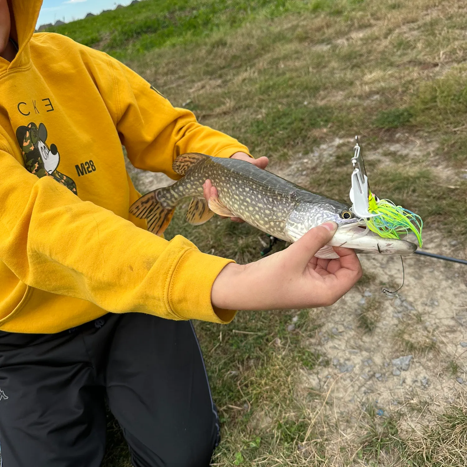 Northern pike caught on Fishbrain
