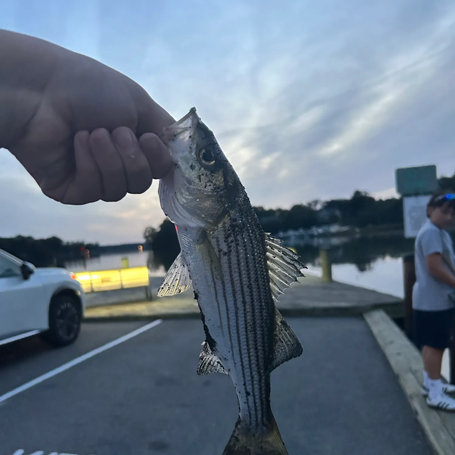 Striped bass caught on Fishbrain