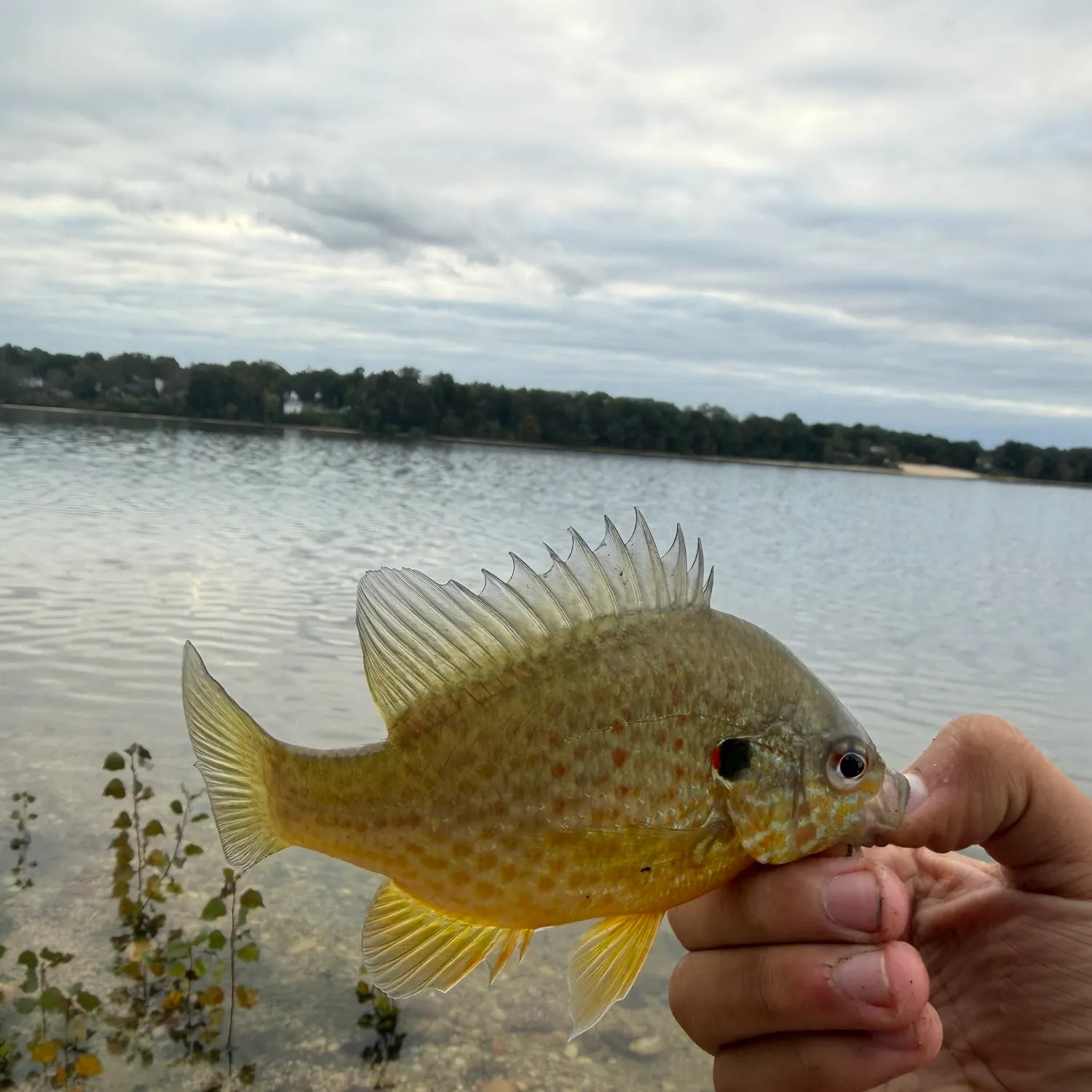 Pumpkinseed caught on Fishbrain