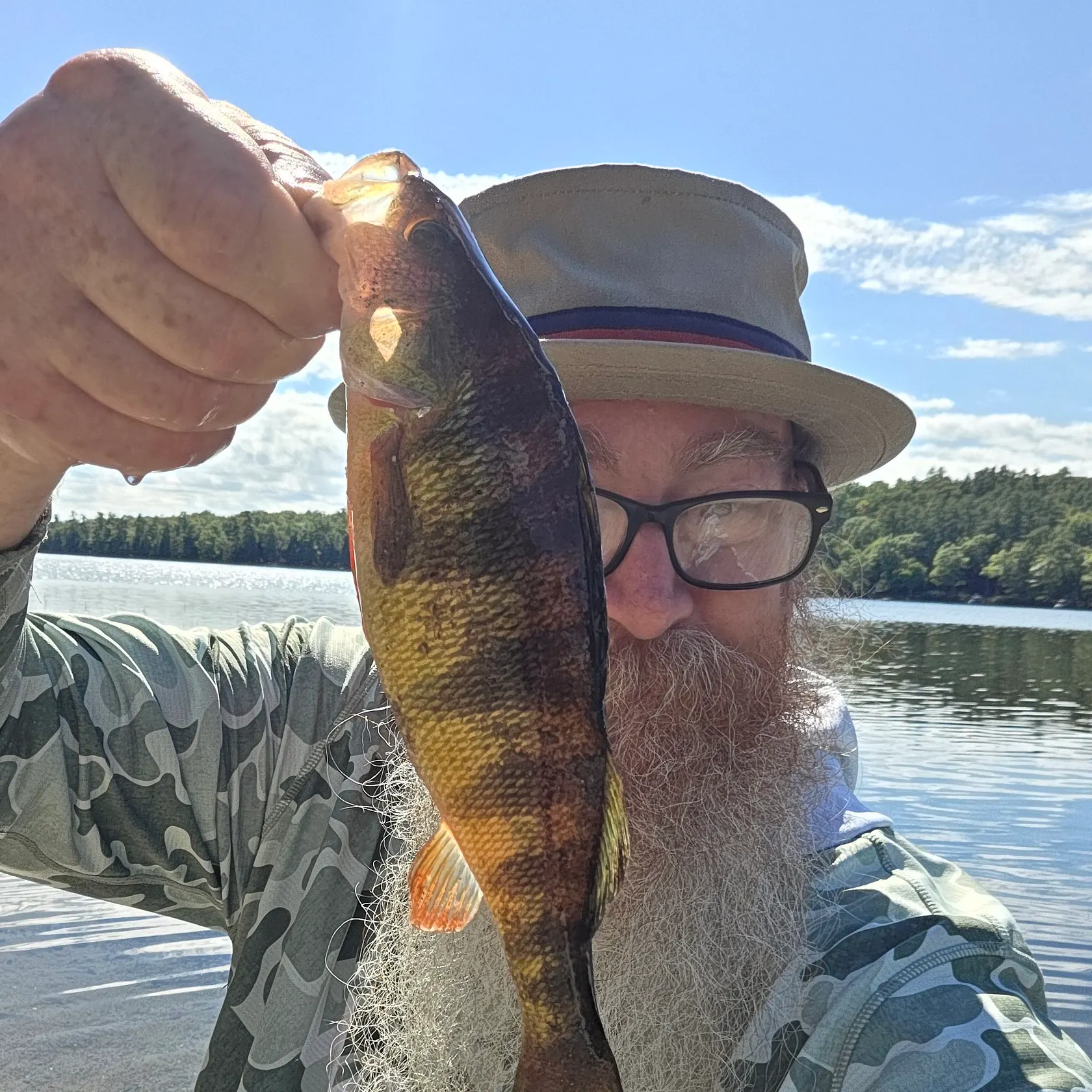 Yellow perch caught on Fishbrain