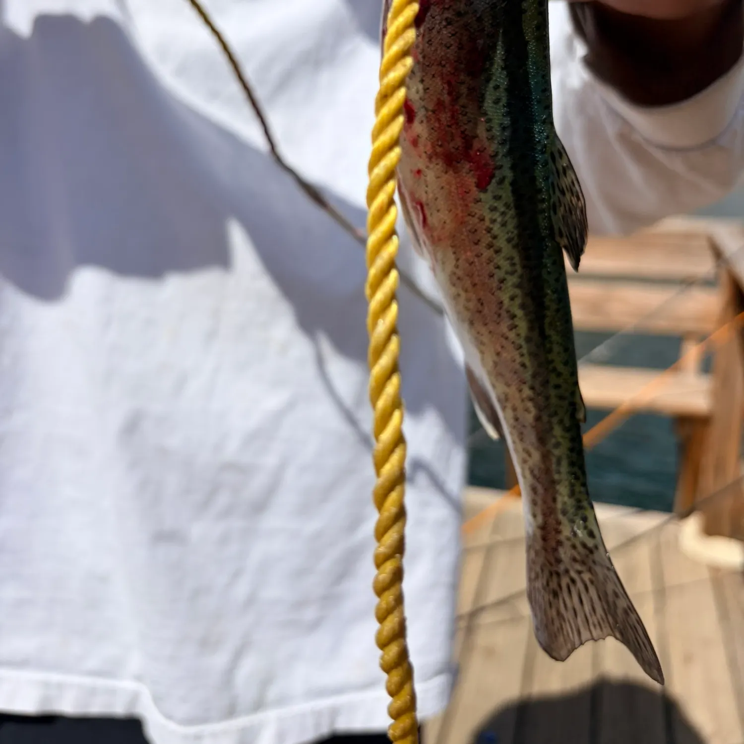 Rainbow trout caught on Fishbrain