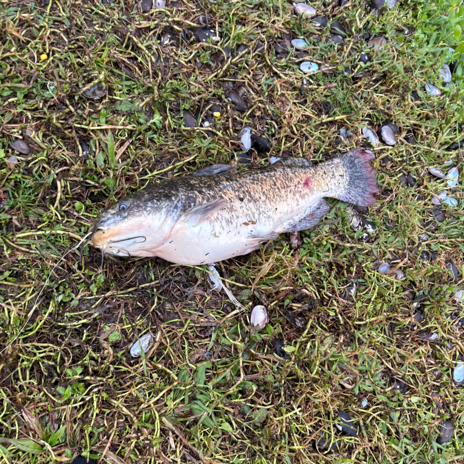 The most recent Redtail catfish catches on Fishbrain