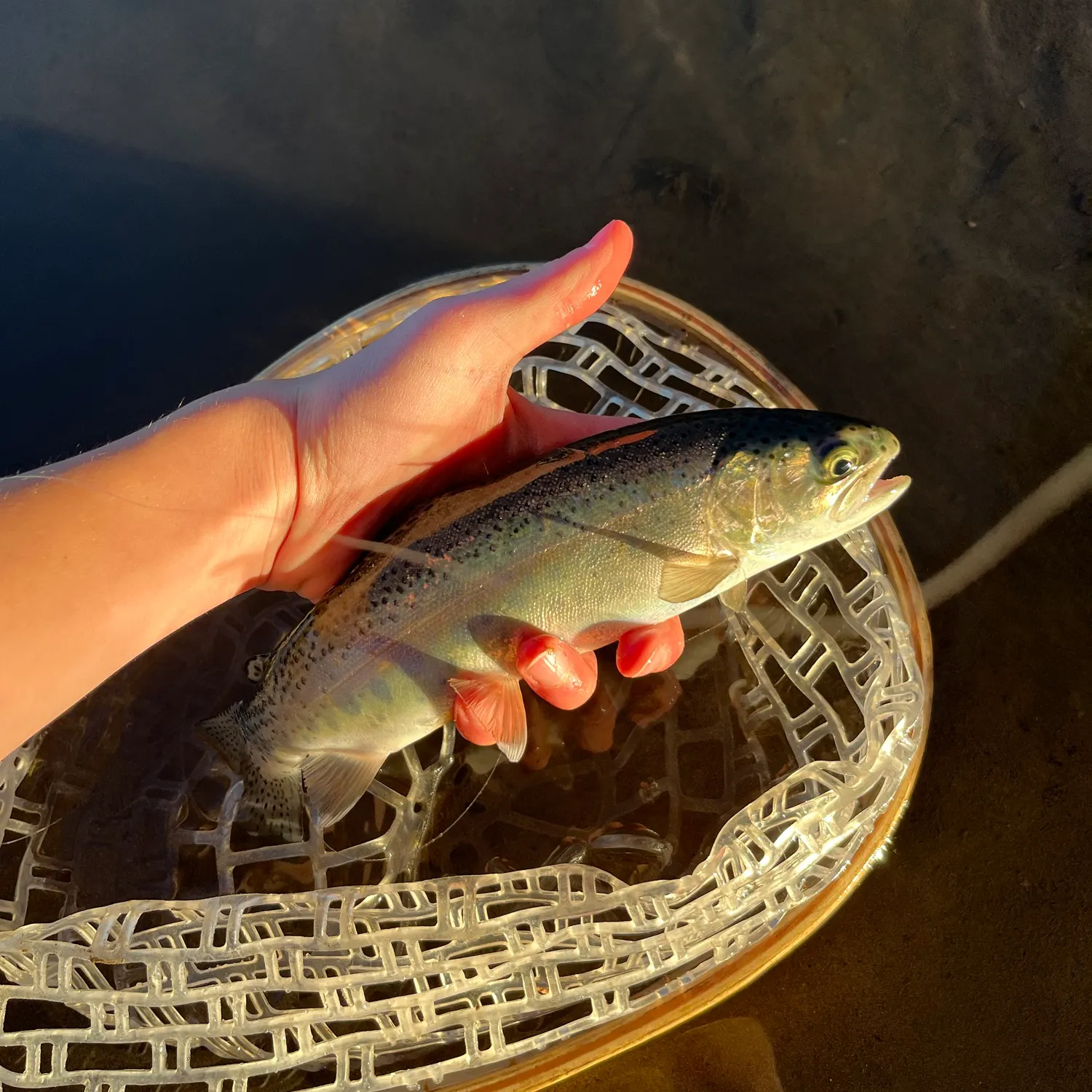 Rainbow trout caught on Fishbrain