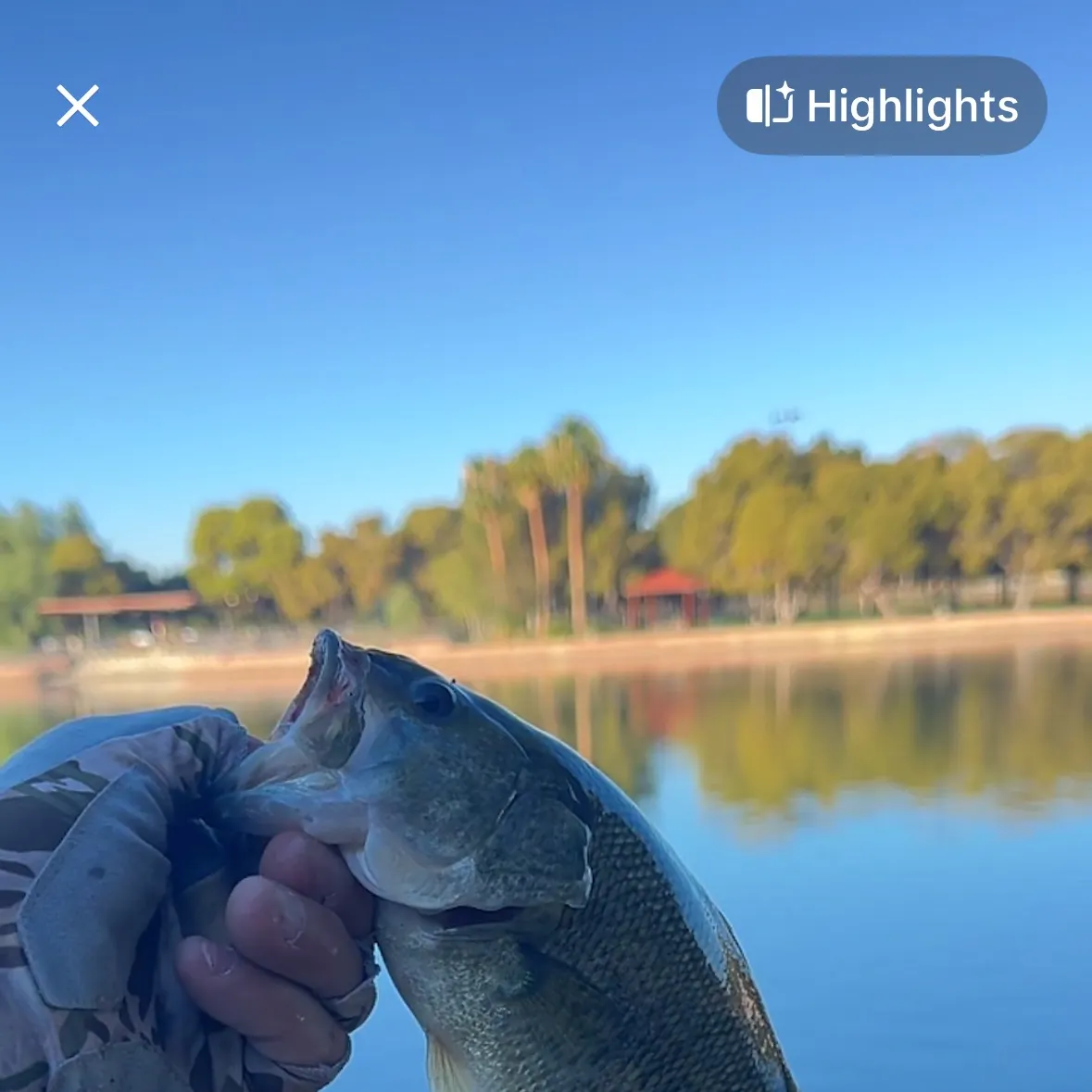 Largemouth bass caught on Fishbrain
