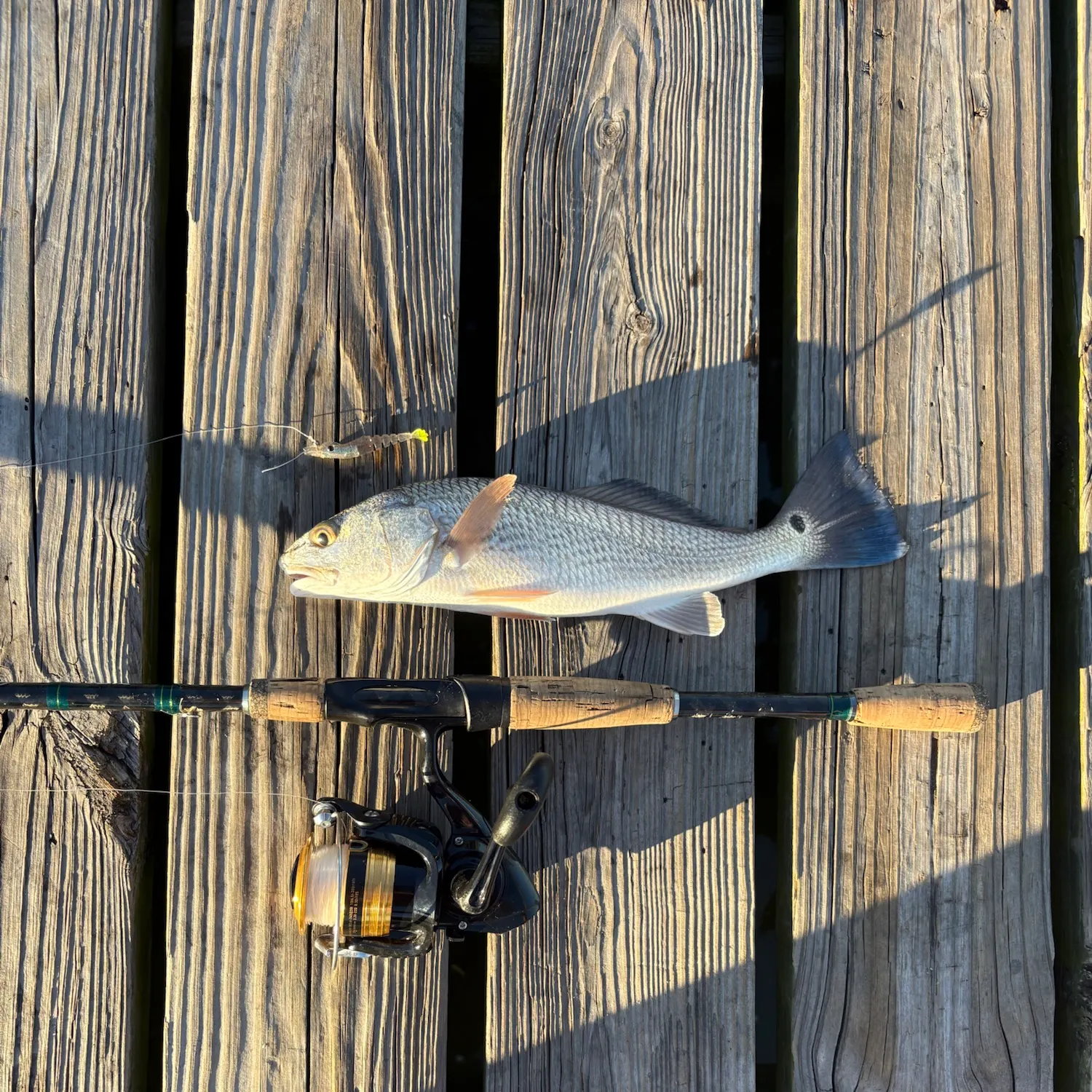 Red drum caught on Fishbrain