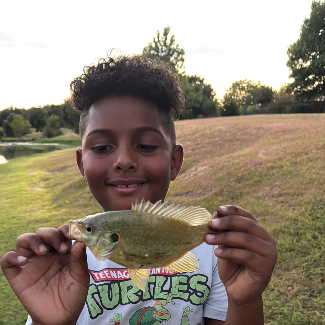 Redear sunfish caught on Fishbrain