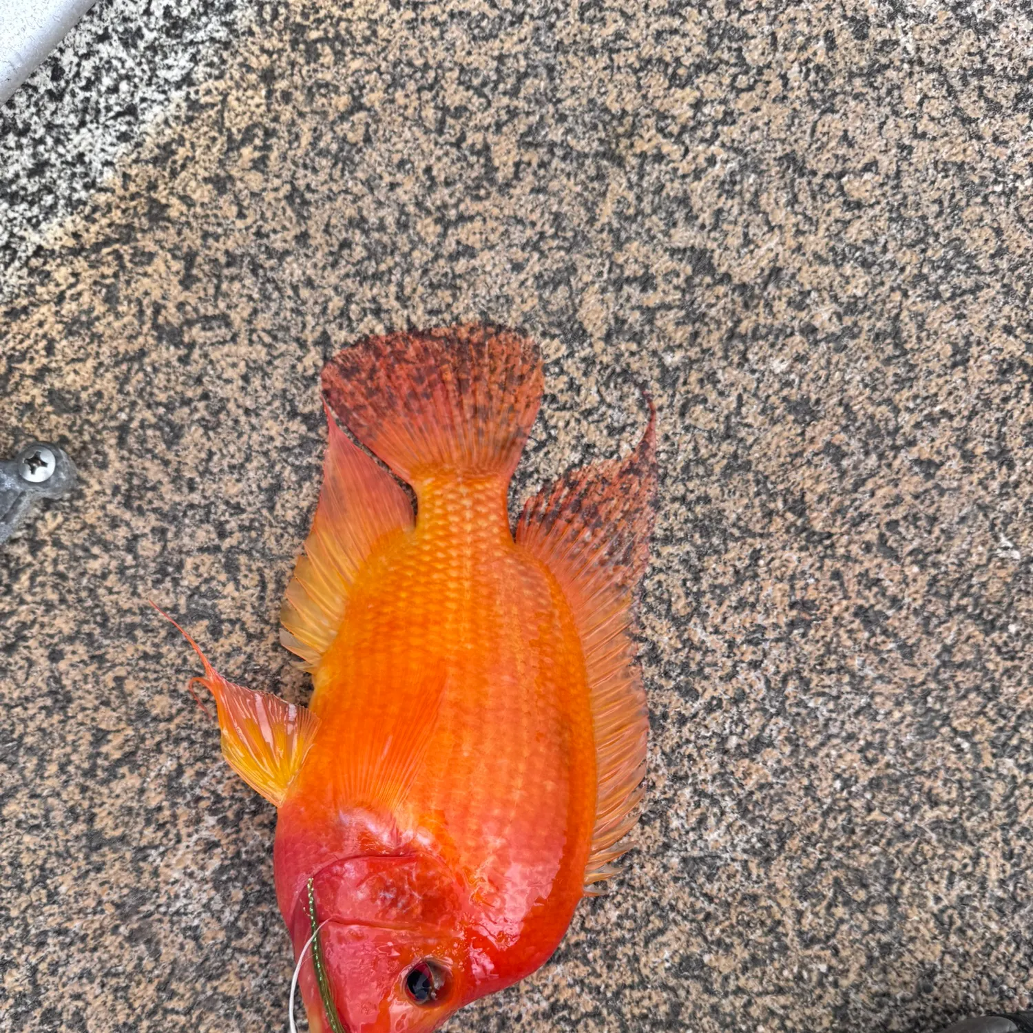 Midas cichlid caught on Fishbrain