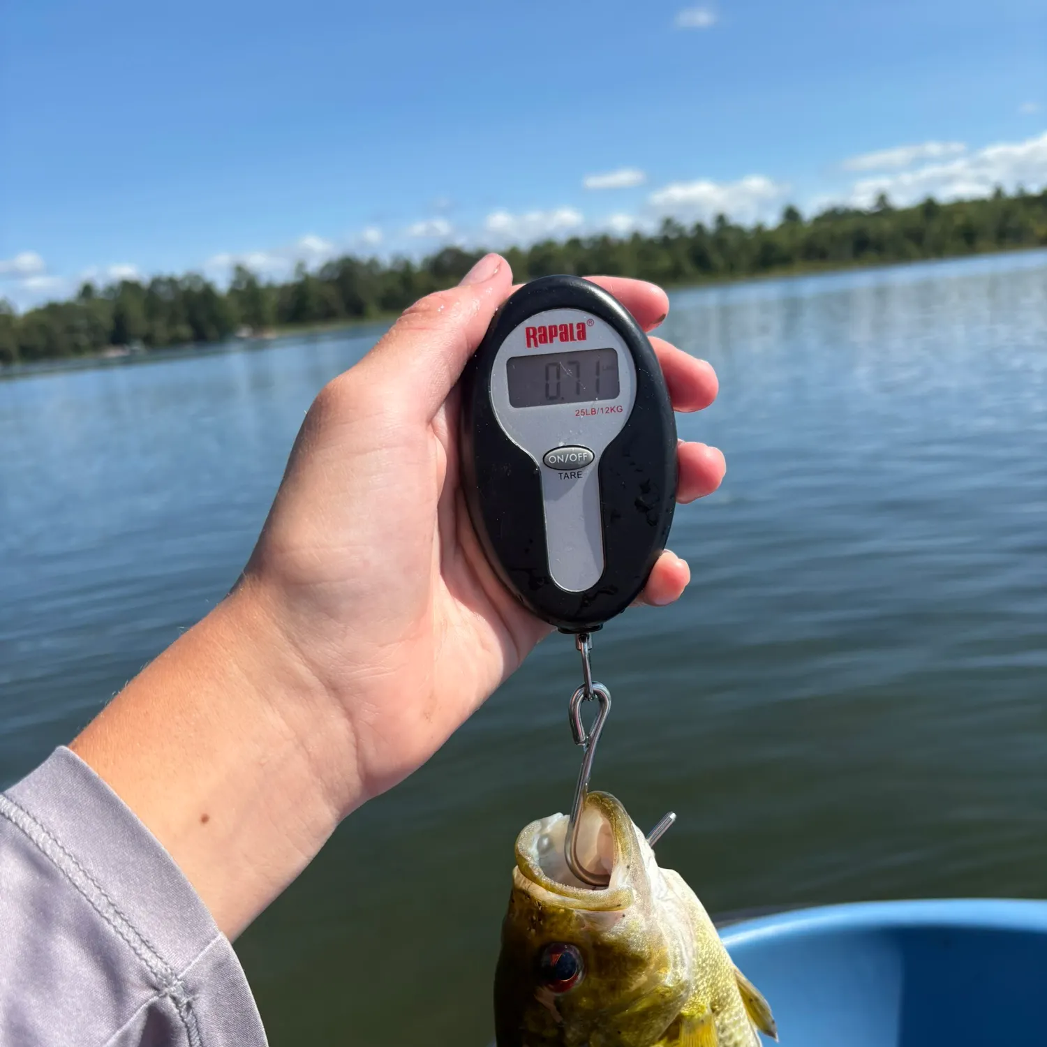 Rock bass caught on Fishbrain