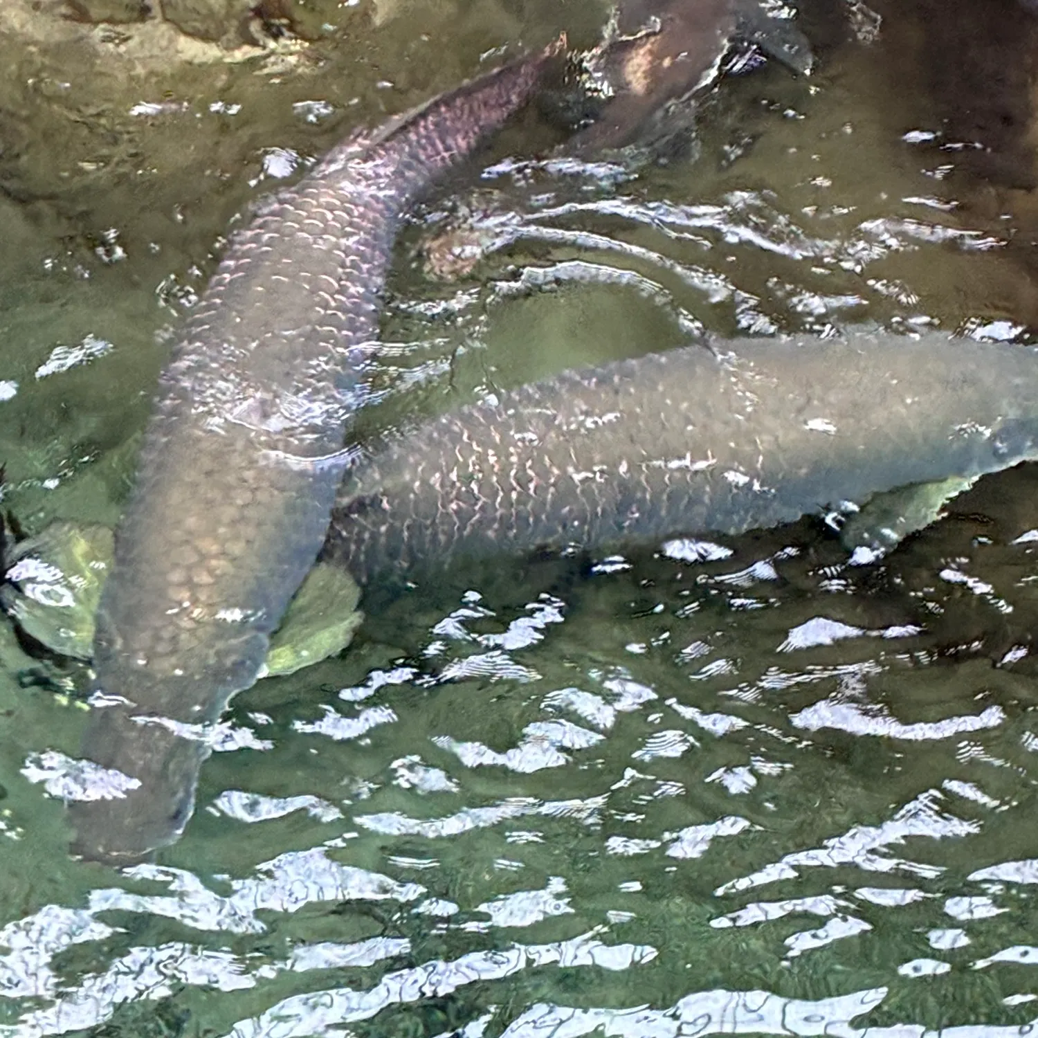 The most recent Arapaima catches on Fishbrain