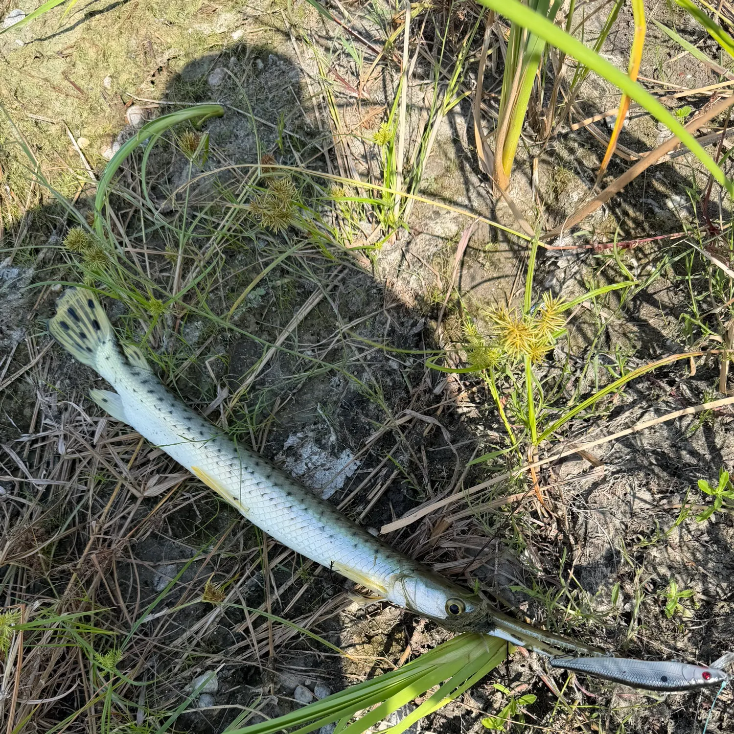 Longnose gar caught on Fishbrain