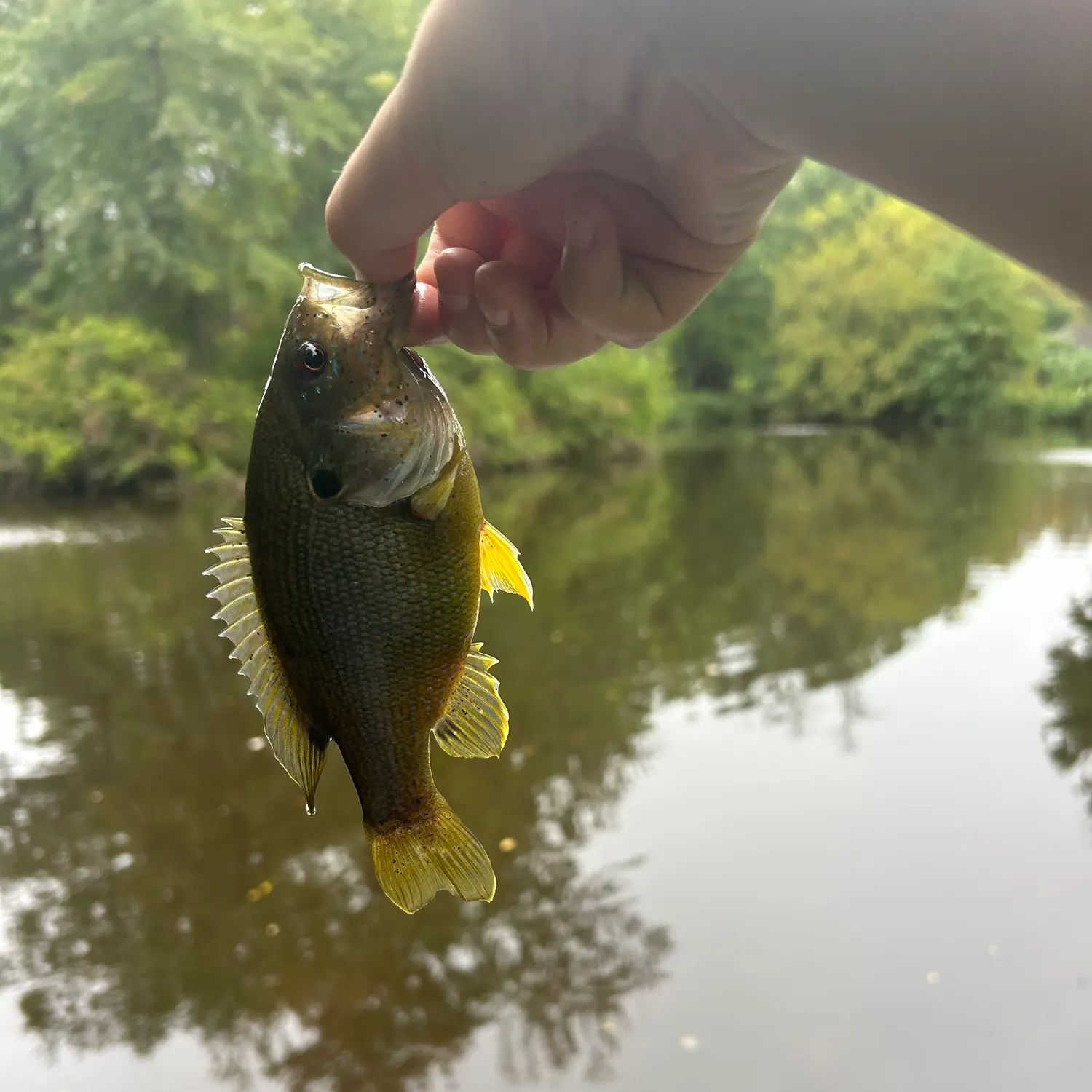 Green sunfish caught on Fishbrain