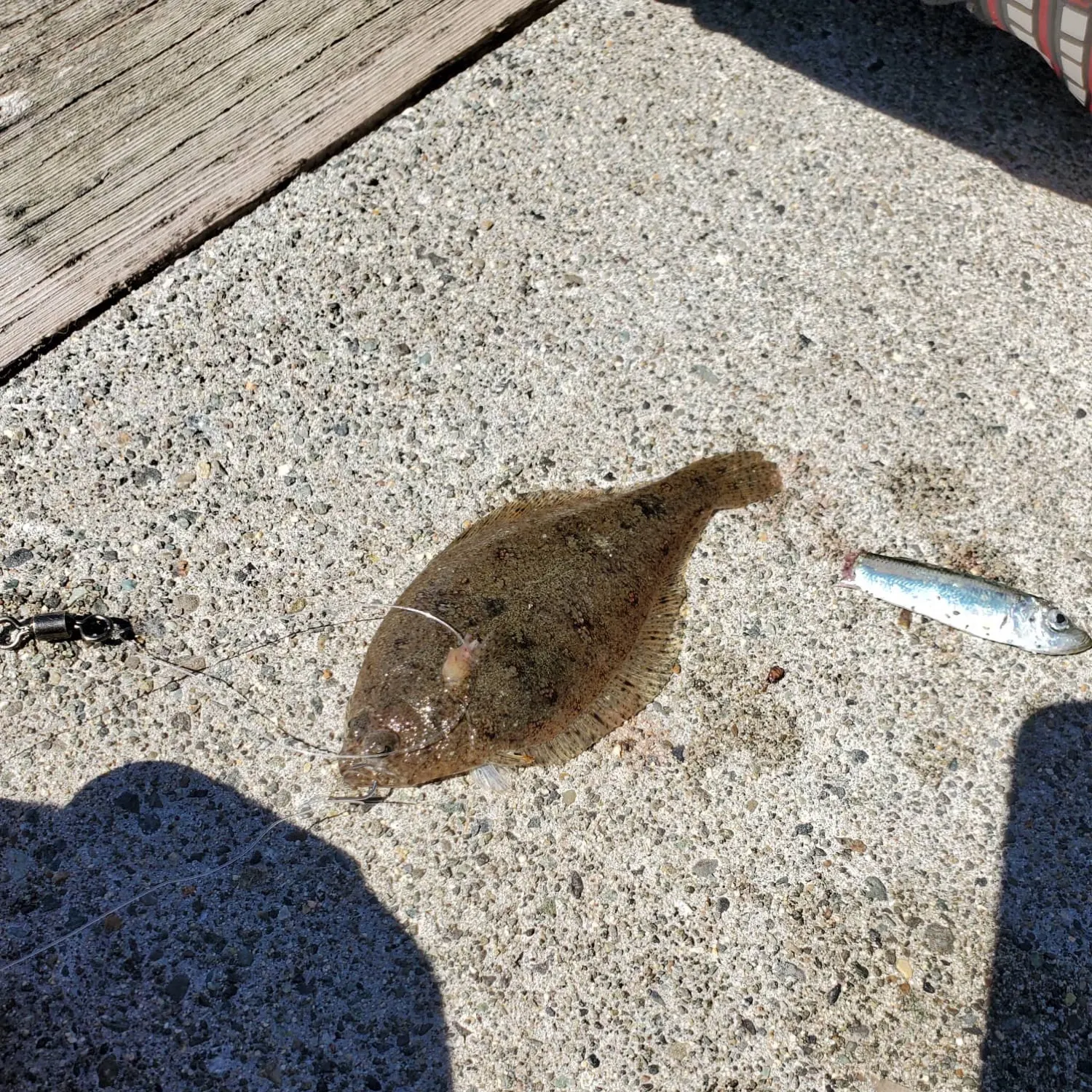 Speckled sanddab caught on Fishbrain