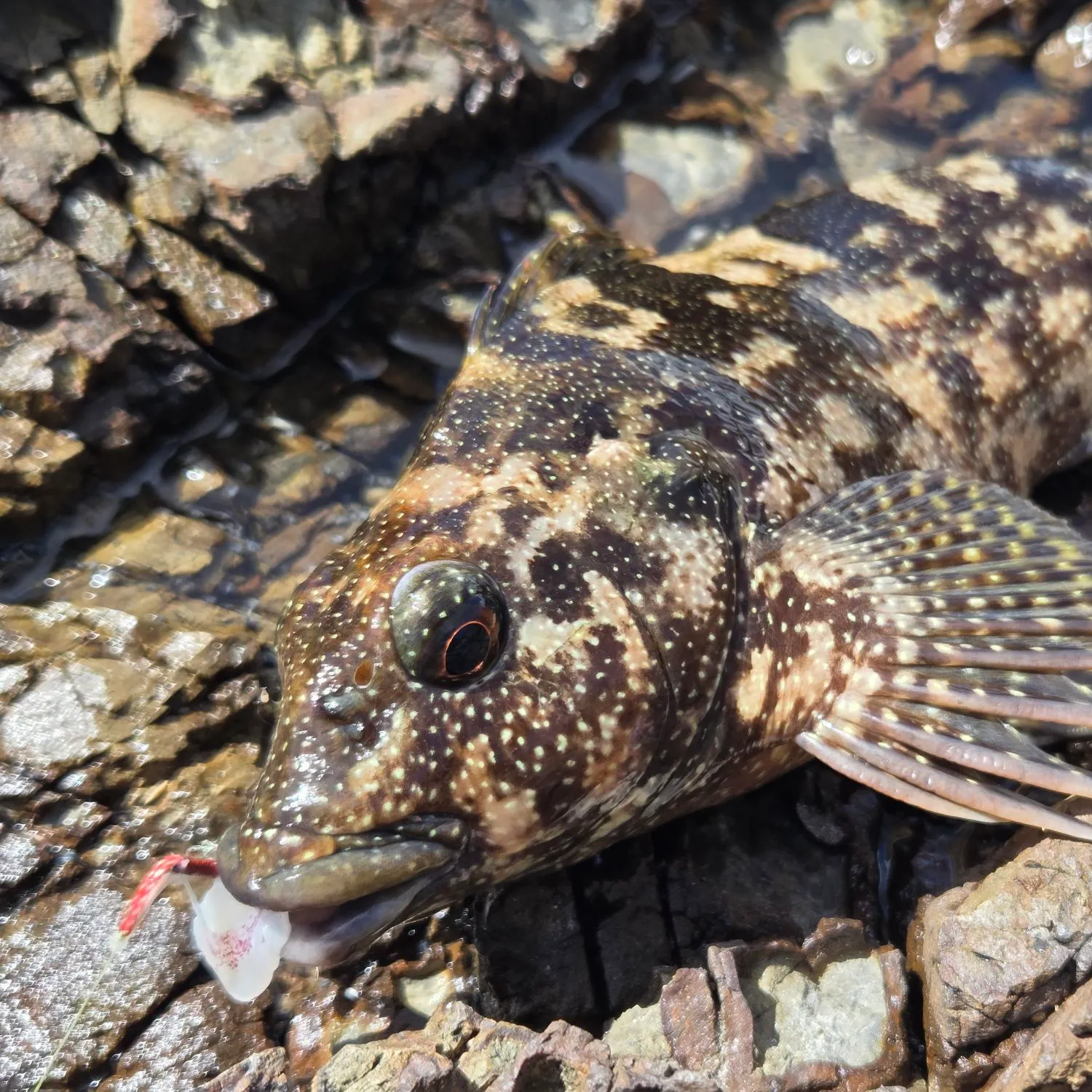 The most recent Eastern kelpfish catches on Fishbrain