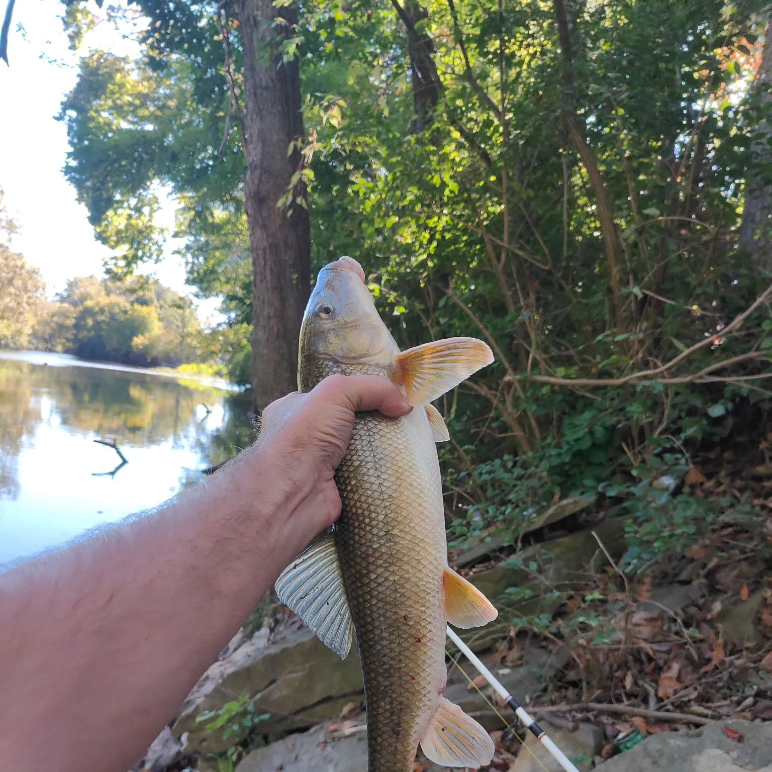 White sucker caught on Fishbrain