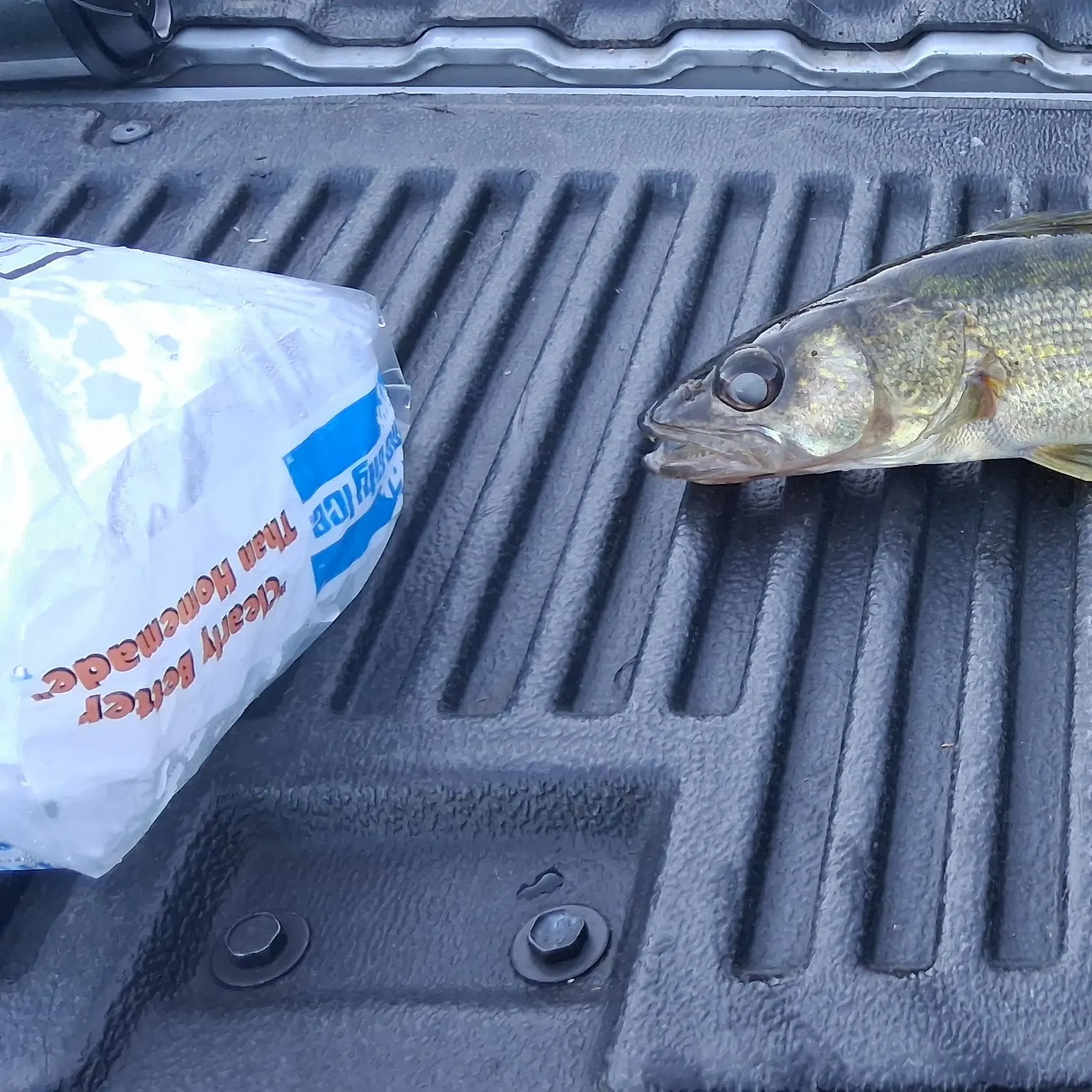 Walleye caught on Fishbrain