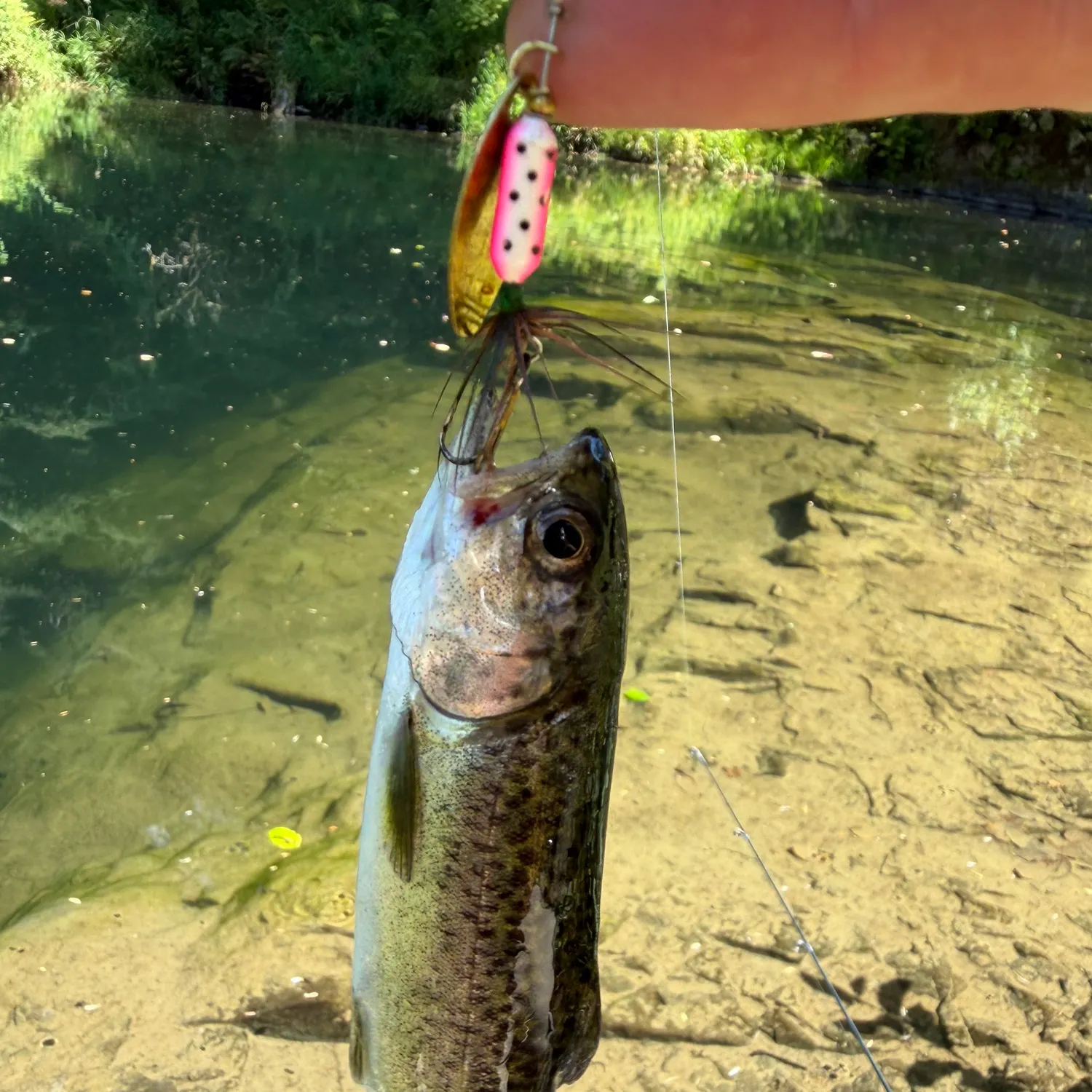 Rainbow trout caught on Fishbrain