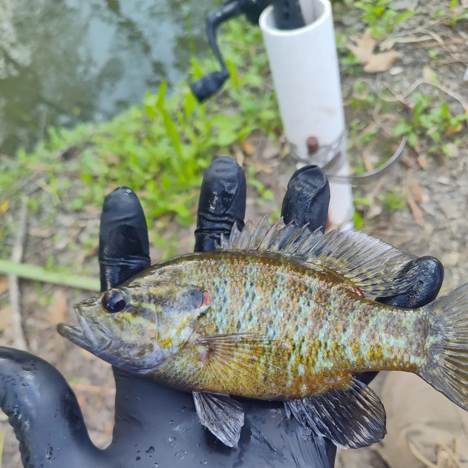 The most recent Warmouth x redear sunfish catches on Fishbrain