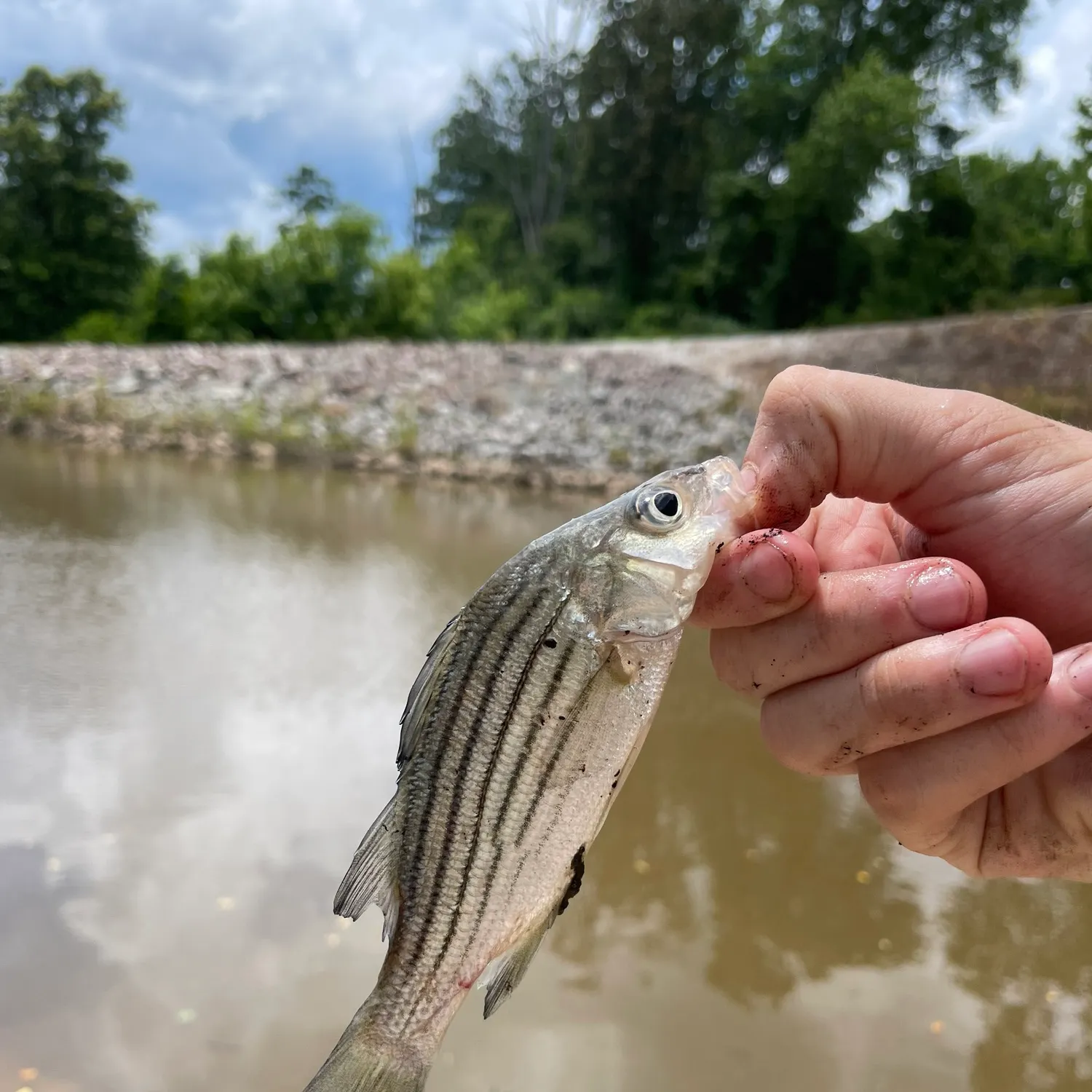 The most recent Yellow bass catches on Fishbrain