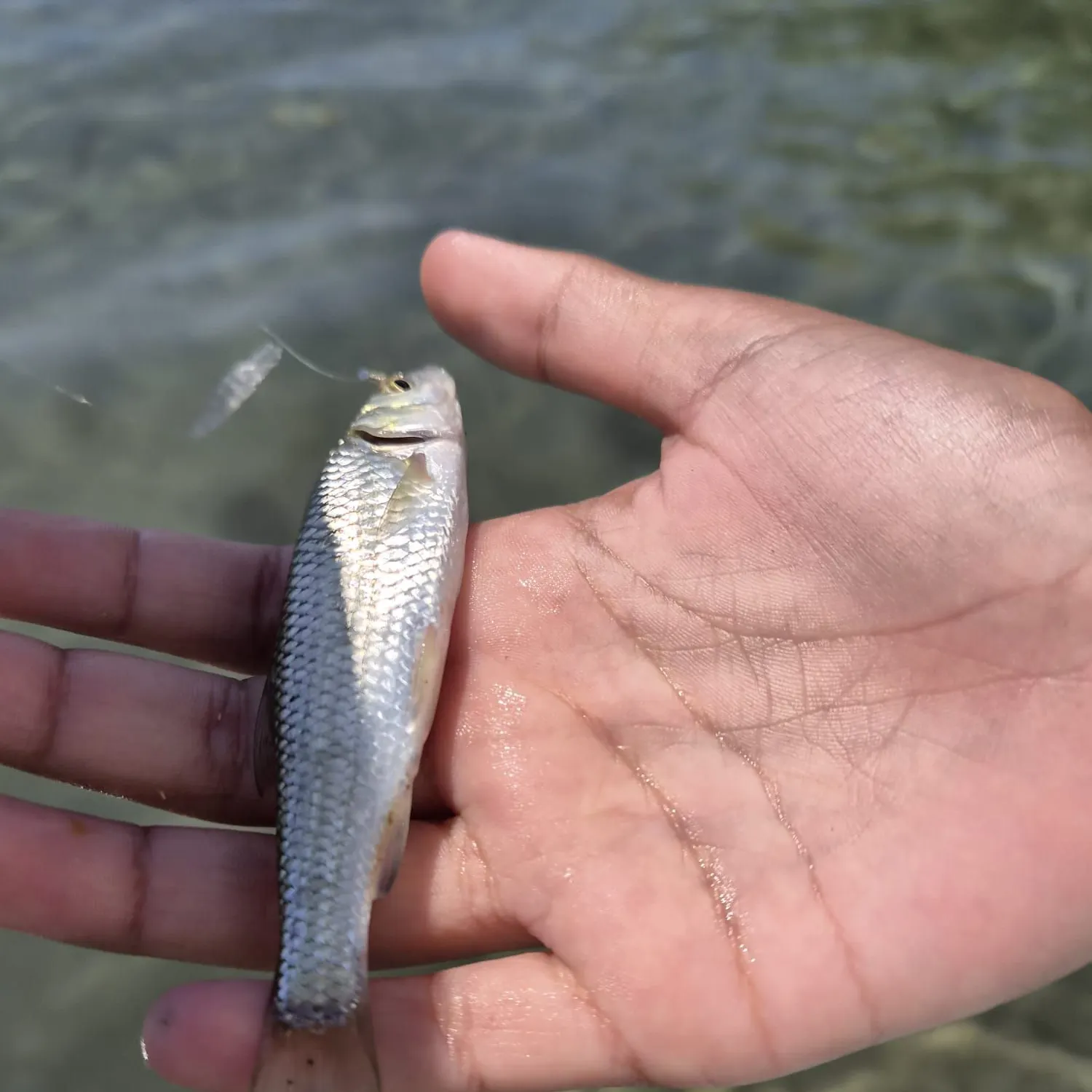 The most recent Ohrid roach catches on Fishbrain