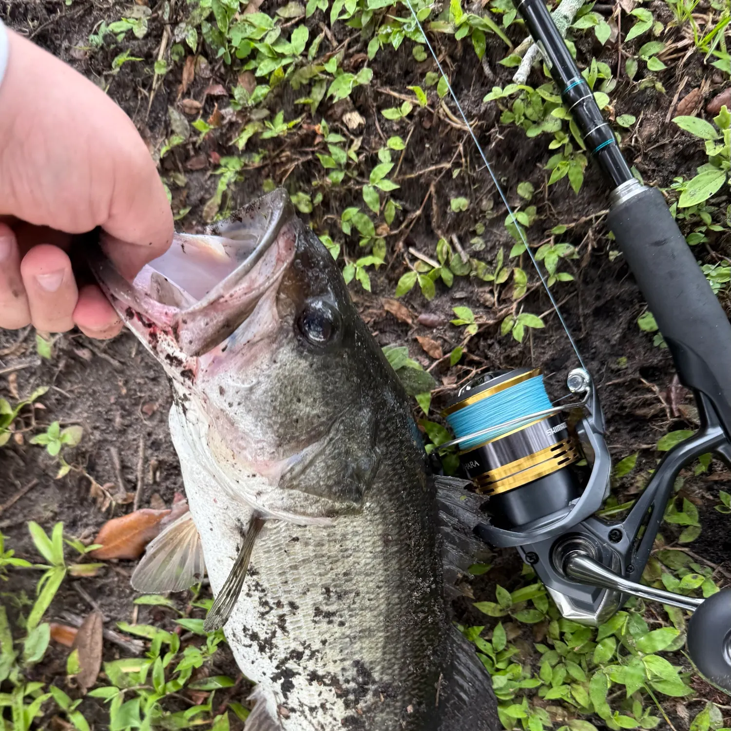 Largemouth bass caught on Fishbrain