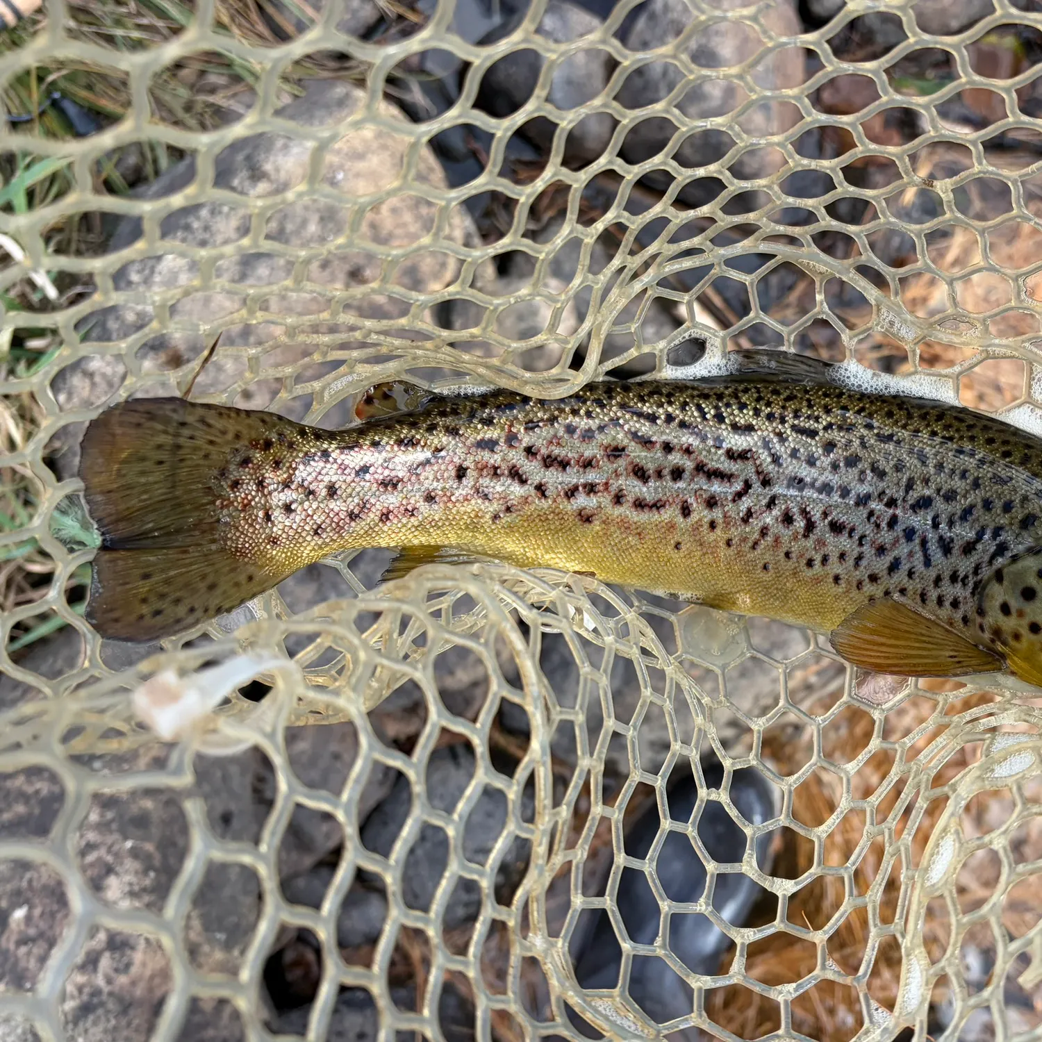 Brown trout caught on Fishbrain